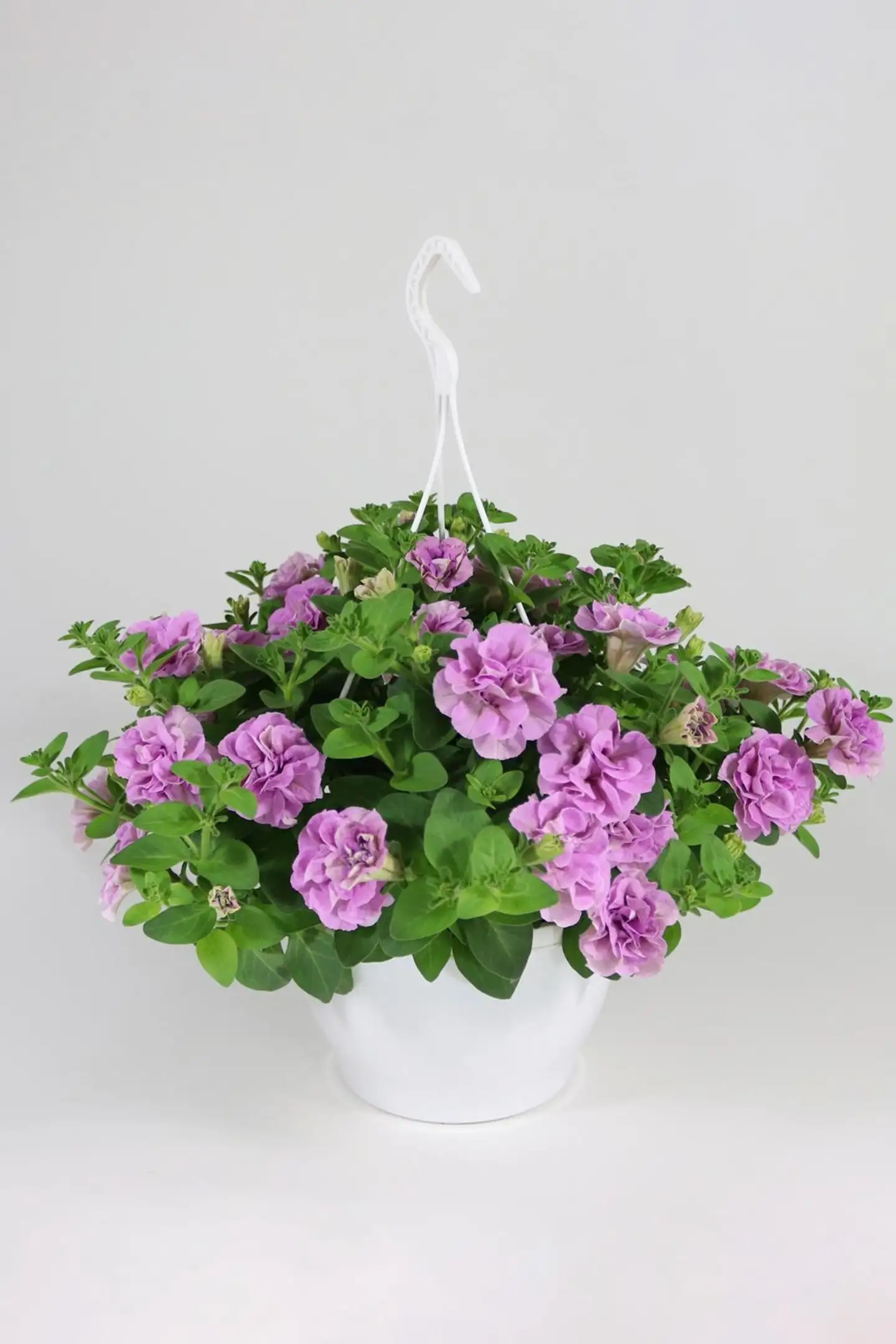Kerrottukukkainen amppeli mix 23 cm - 4