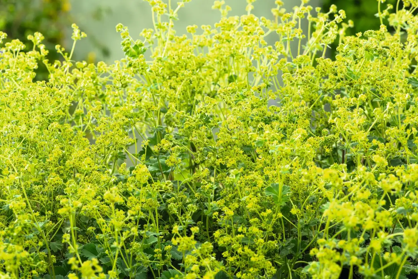 Reunuspoimulehti Alchemilla erythropoda