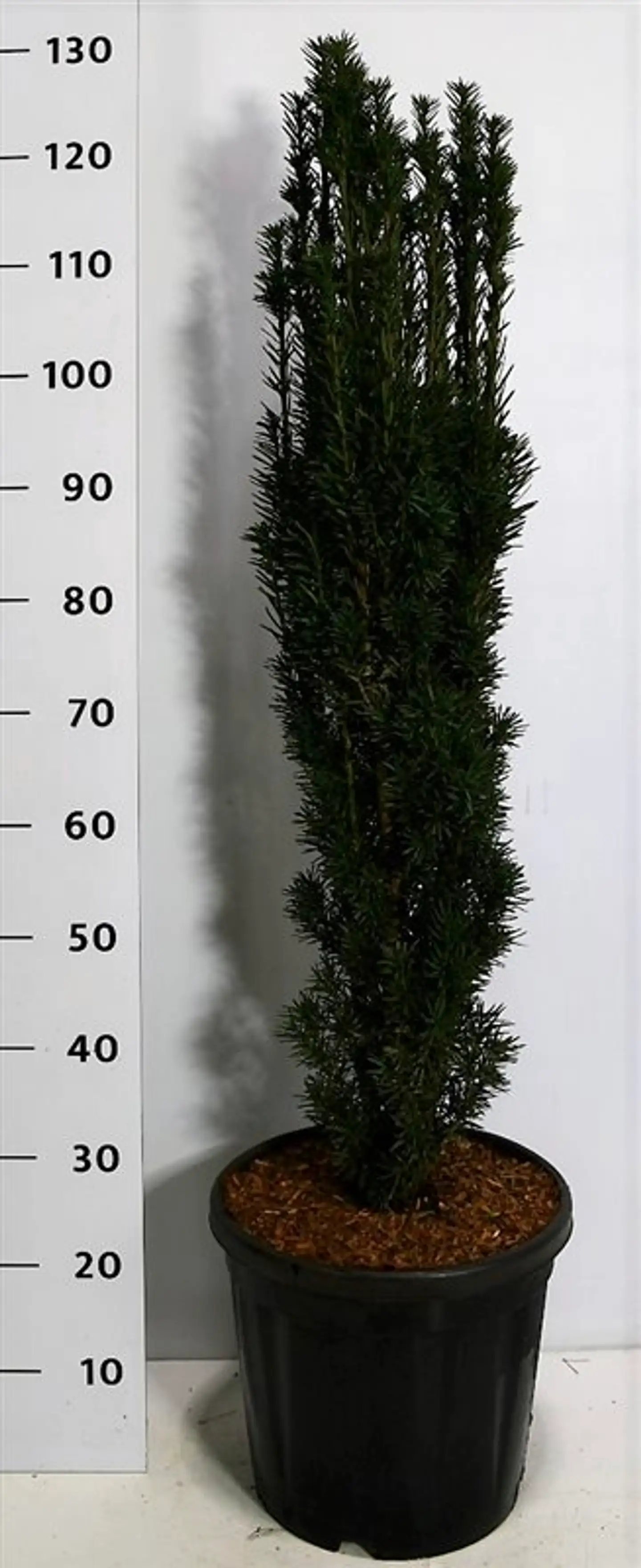 Pylväsmarjakuusi 'Fastigiata Robusta' 100-120 cm astiataimi 18 I ruukku Taxus baccata Fastigiata 'Robusta'