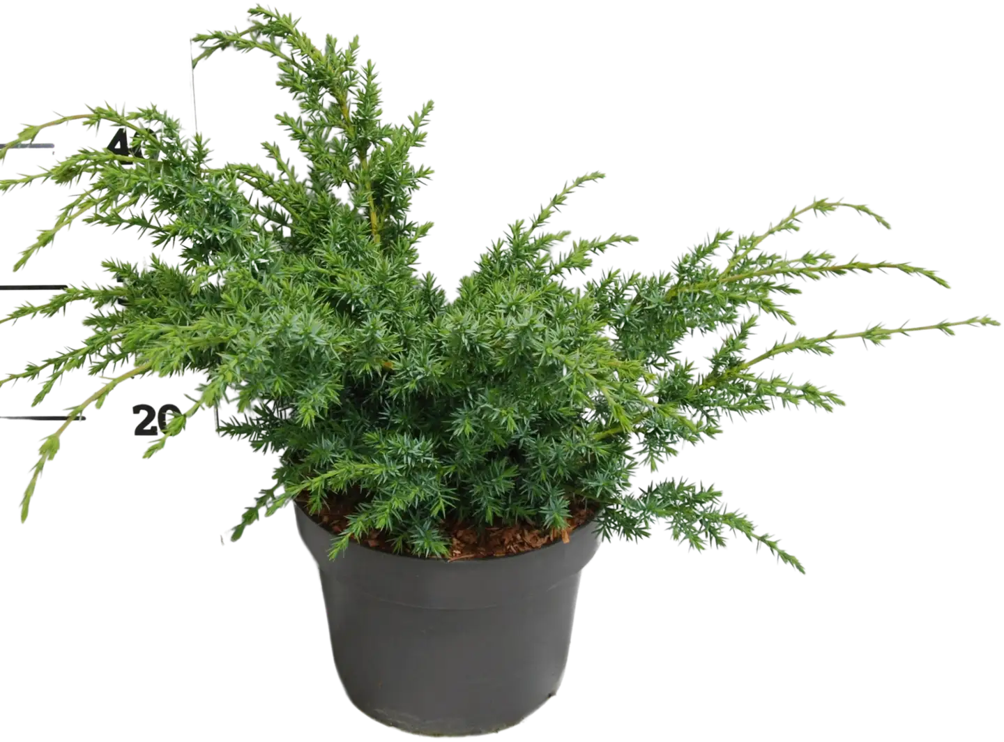 Kiinankataja 'Blue Alps' 40-50 C5 I-III Juniperus chinensis 'Blue Alps'