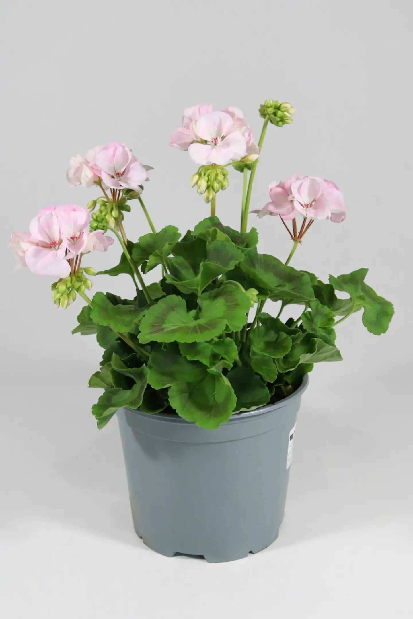 Patio pelargoni Mix 19 cm - 1