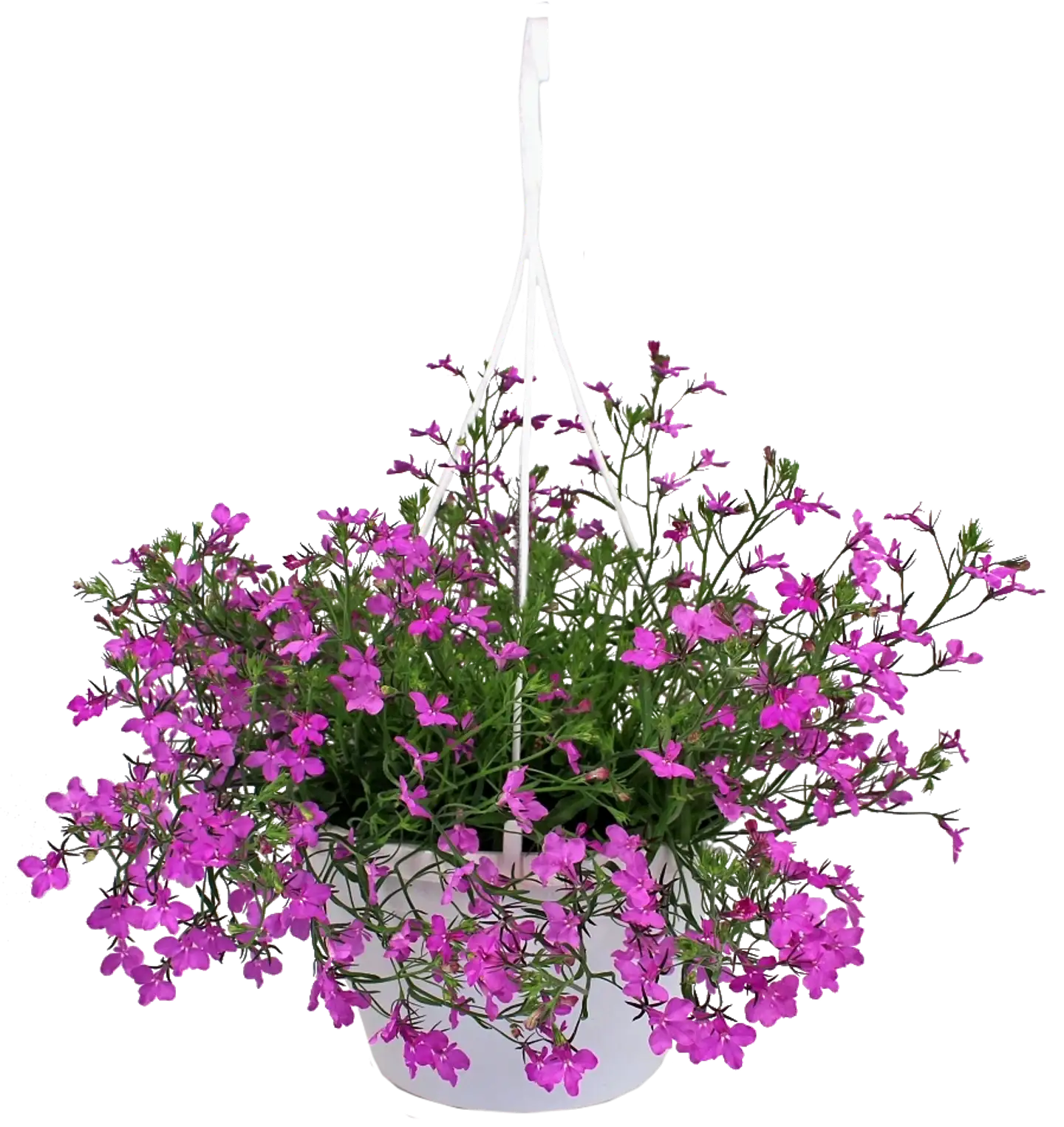 Kesäkukka-amppeli 23 cm ruukussa. Lajeina lobelia, lumihiutale, petunia, pikkupetunia ja verbena. - 4