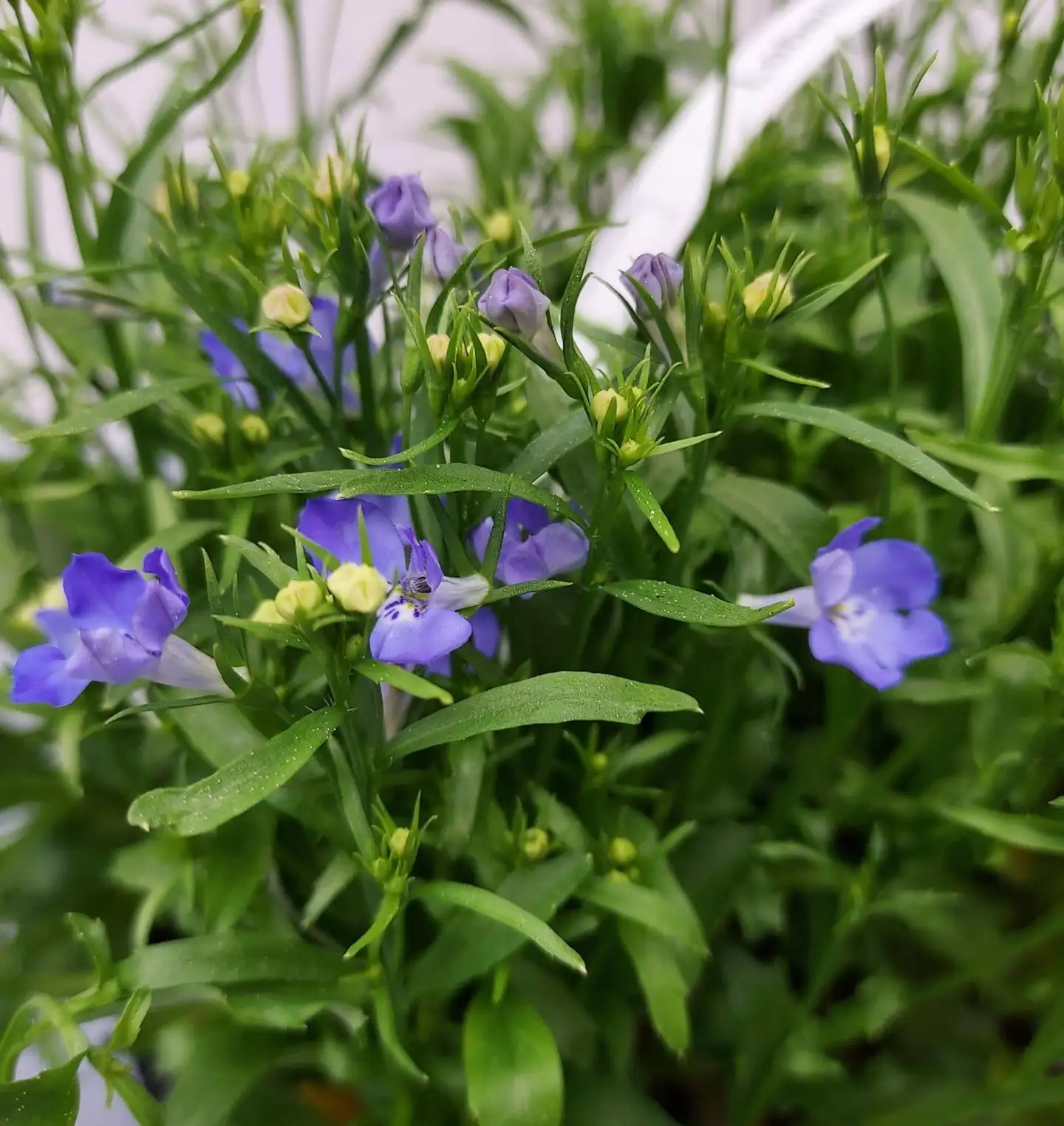Lobelia 6-pack - 3