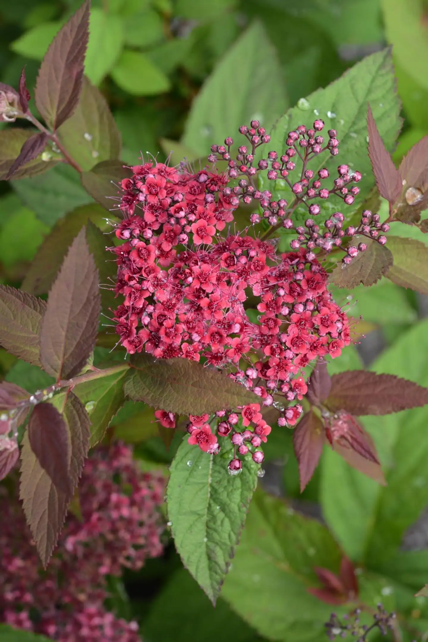 Jjapaninangervo 'Double Play® Red' Spiraea japonica 'Double Play® Red', astiataimi 3 L