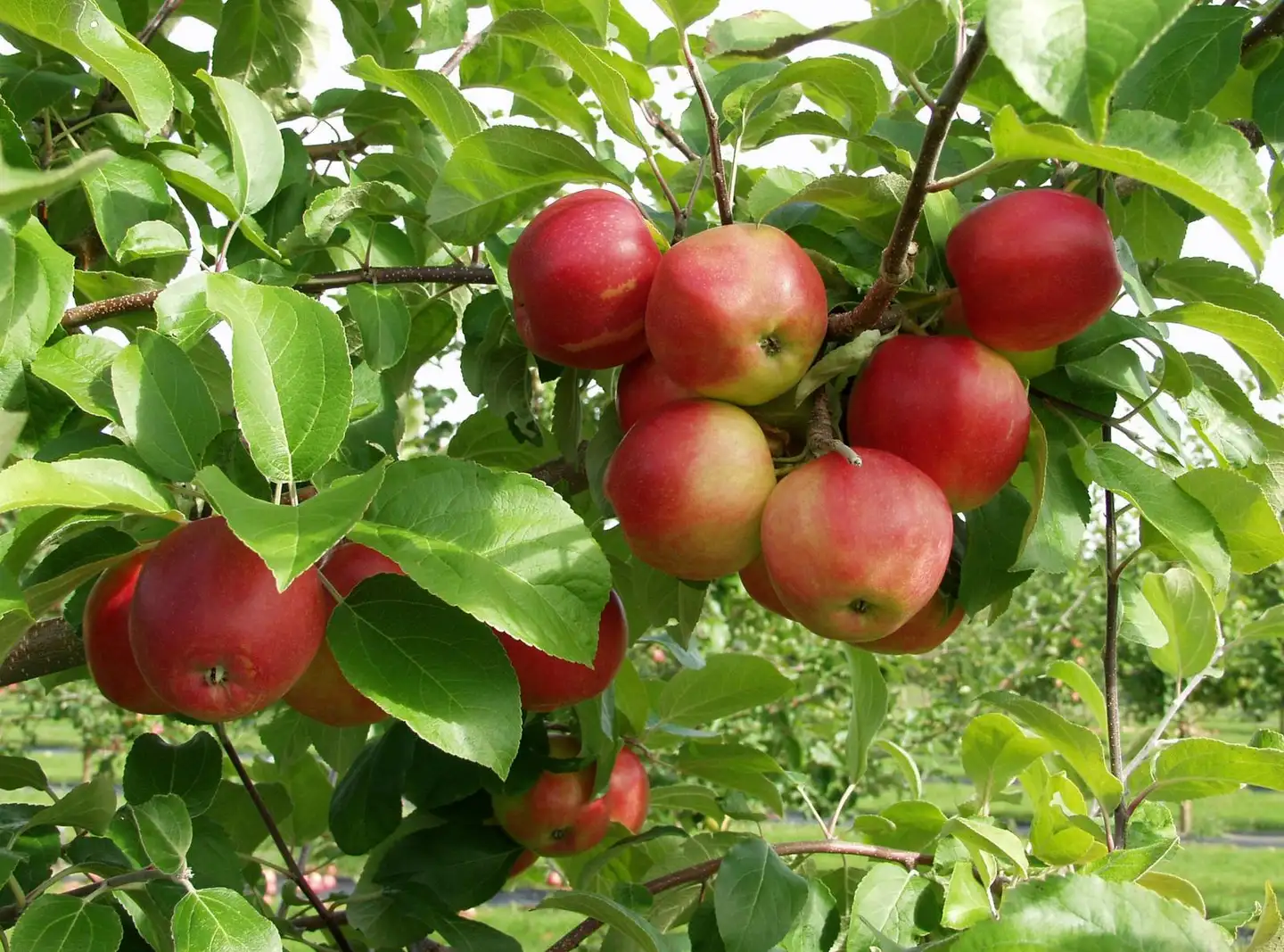 Omenapuu Heta AT 7,5 L I-V Malus domestica 'Heta', syyslajike