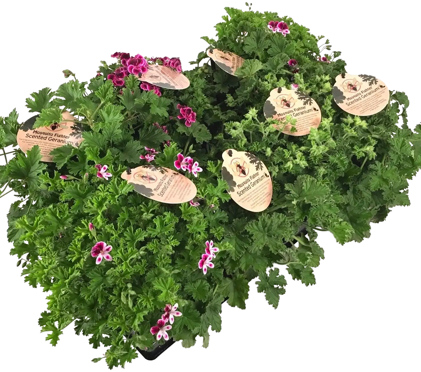 Tuoksupelargoni 12 cm - 2