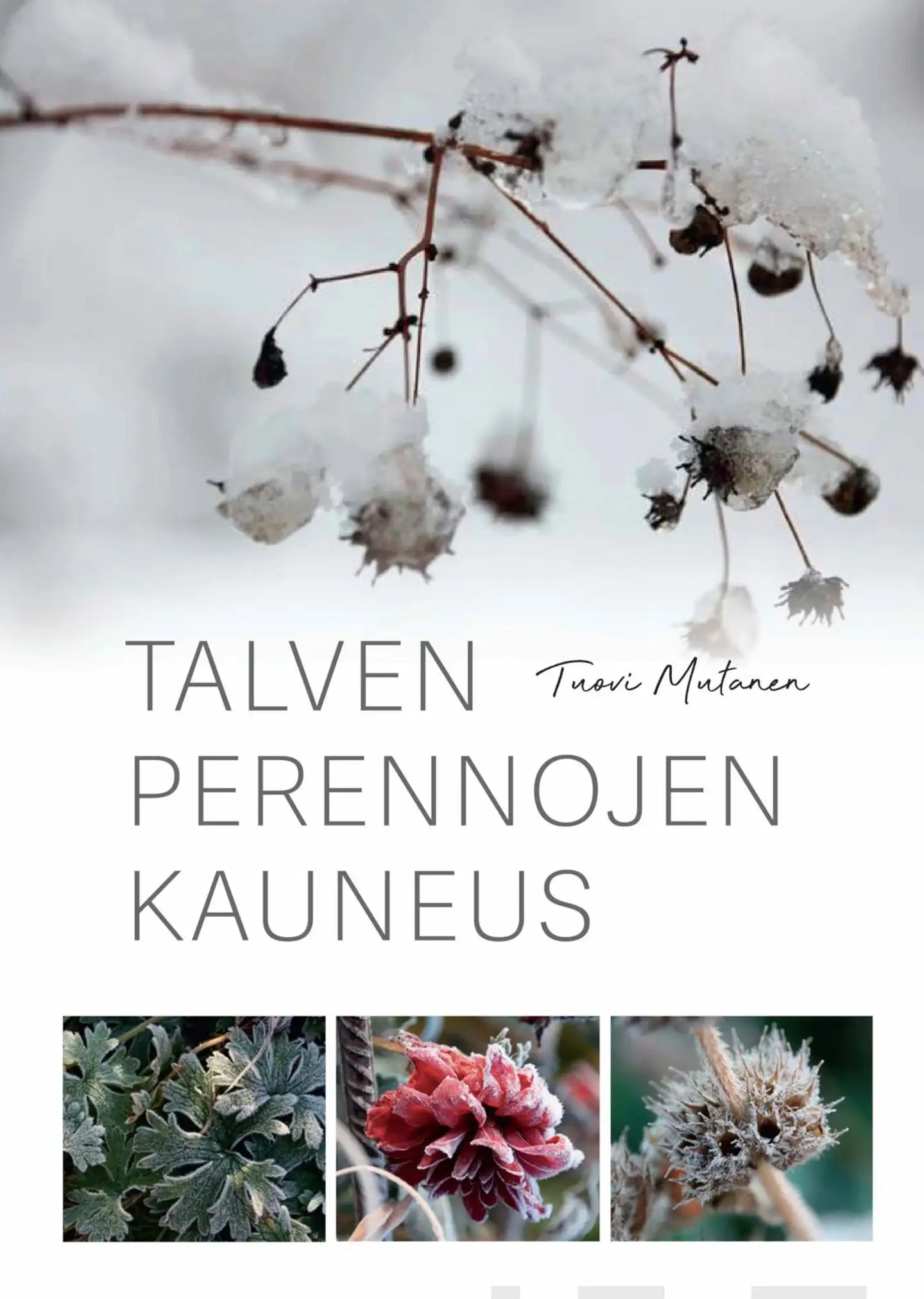 Mutanen, Talven perennojen kauneus