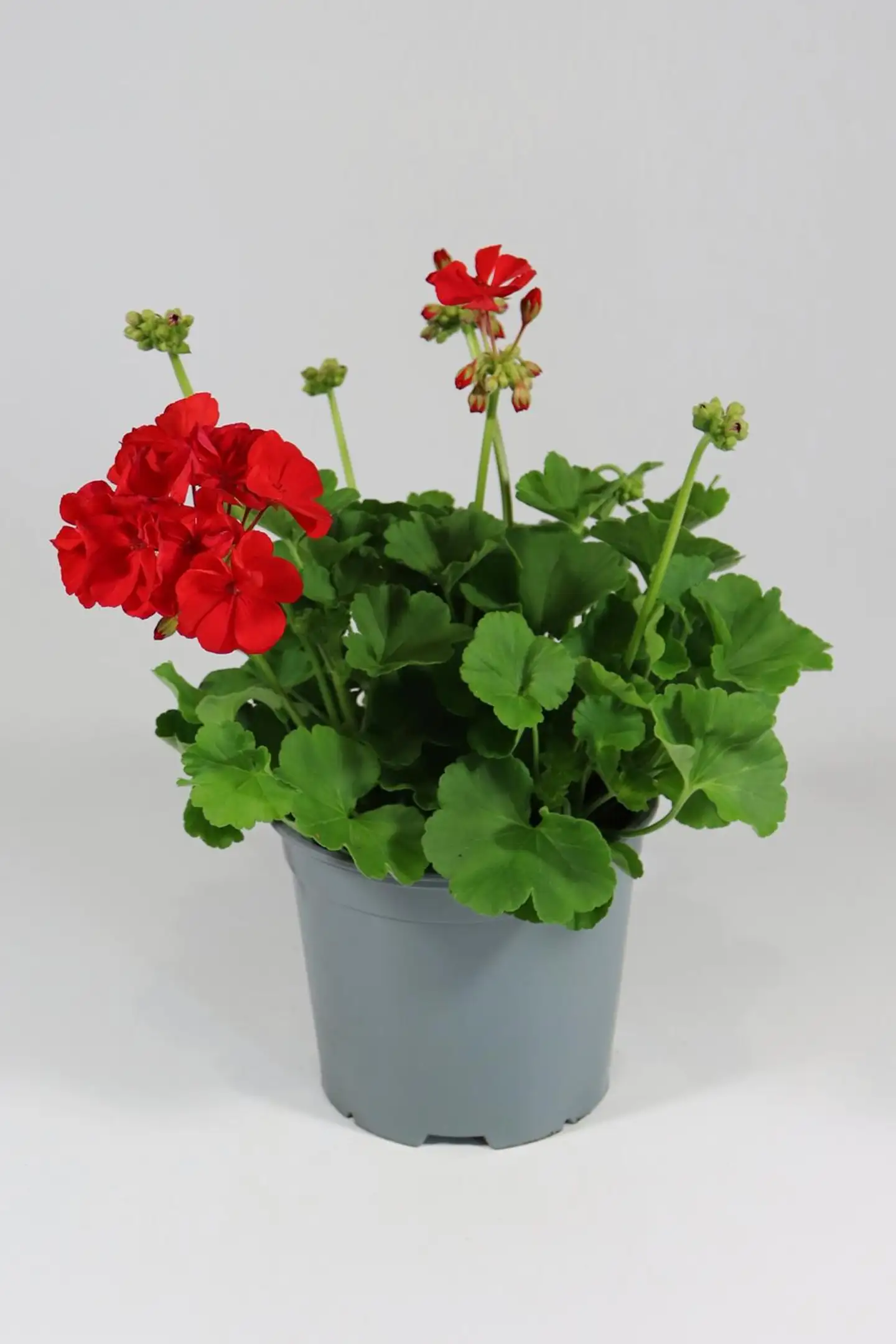 Patio pelargoni Mix 19 cm - 2