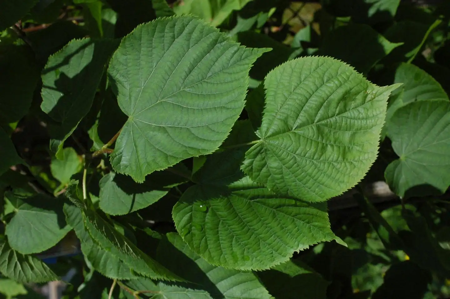 Astiataimi 6–8 m, Tilia x vulgaris 'Siivonen'