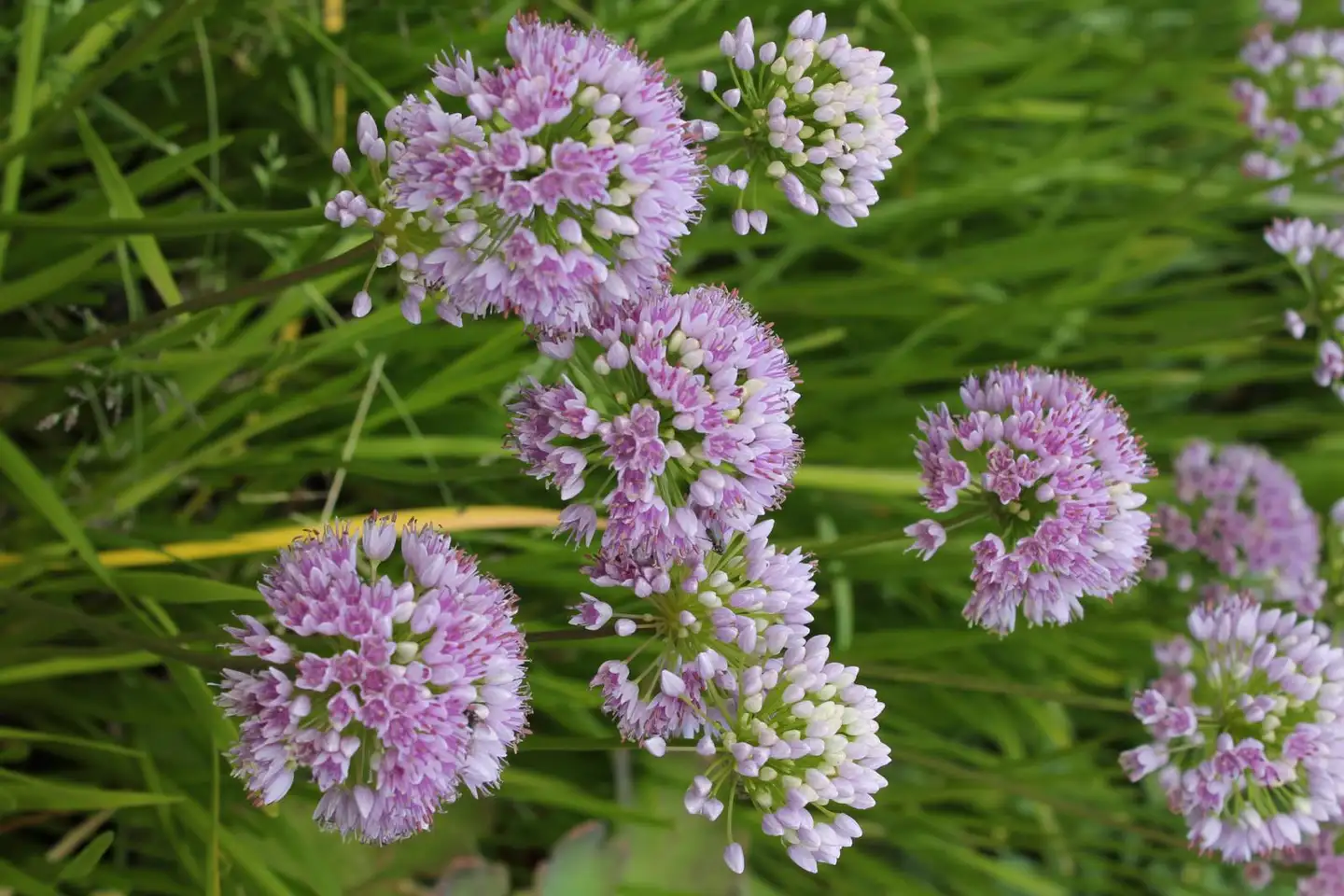 Vaarinlaukka Allium senescens