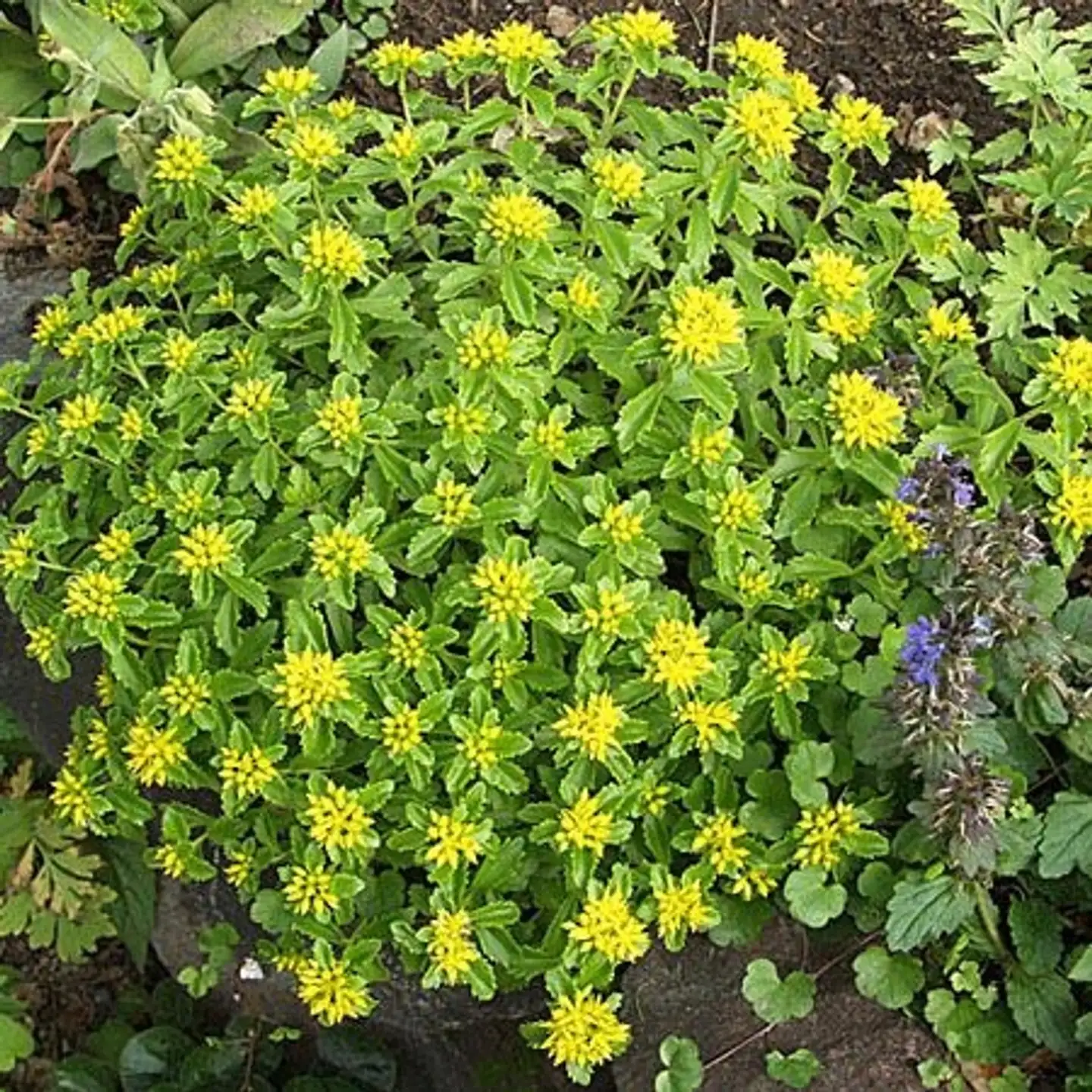 Pääskynmaksaruoho Sedum kamtschaticum var. ellacombianum