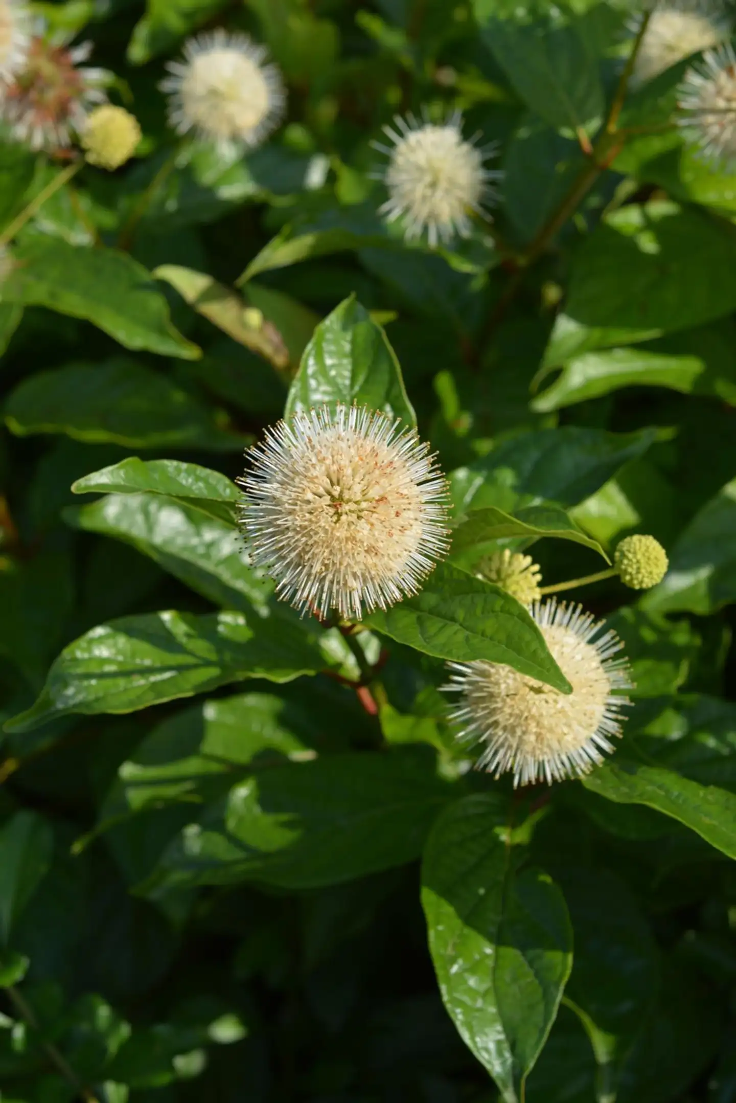 Keräpensas 'Fiber Optics' Cephalanthus occidentalis (Bailoptics) 'Fiber Optics', astiataimi 3 L