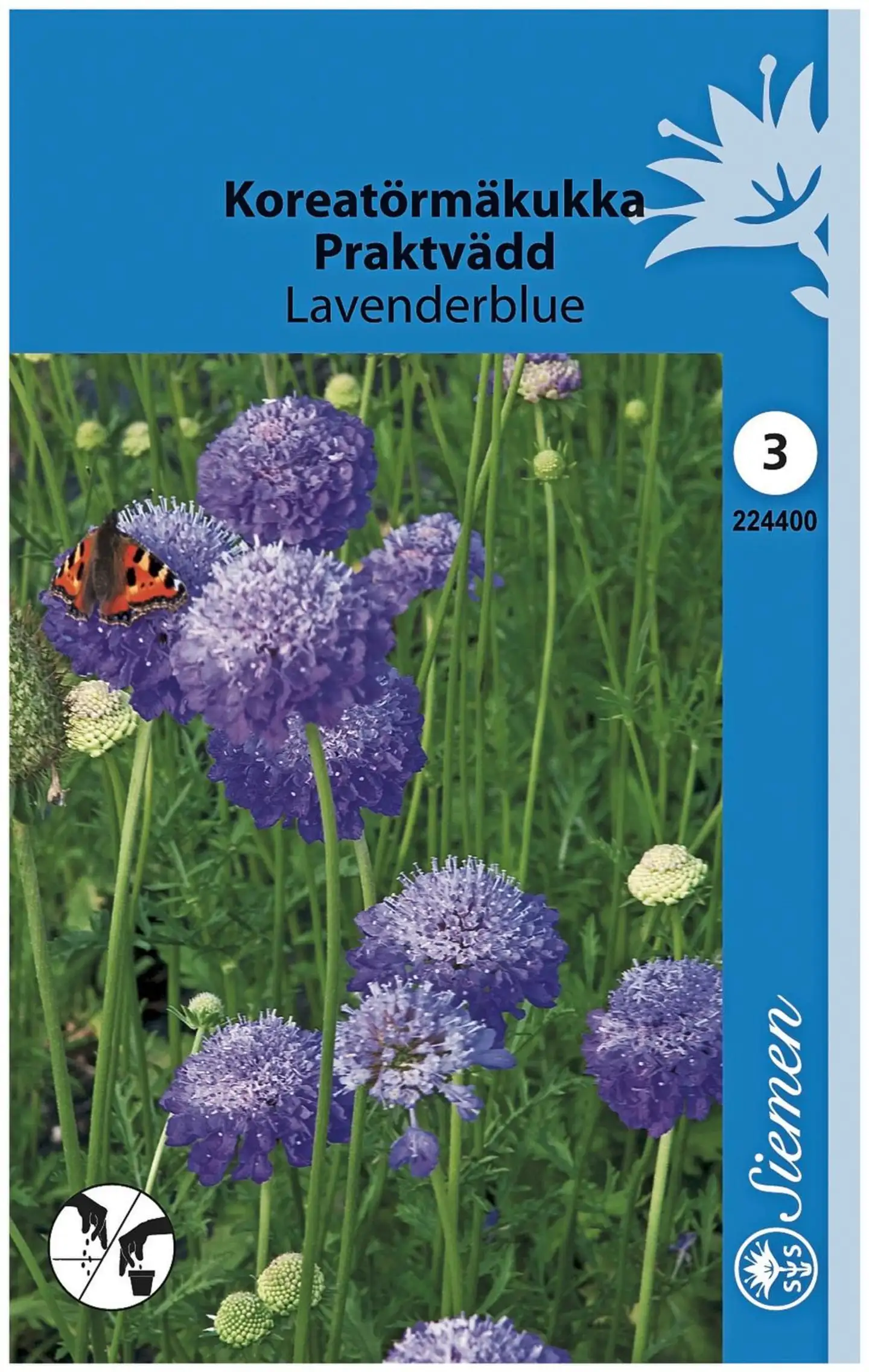 Koreatörmäkukka Lavenderblue