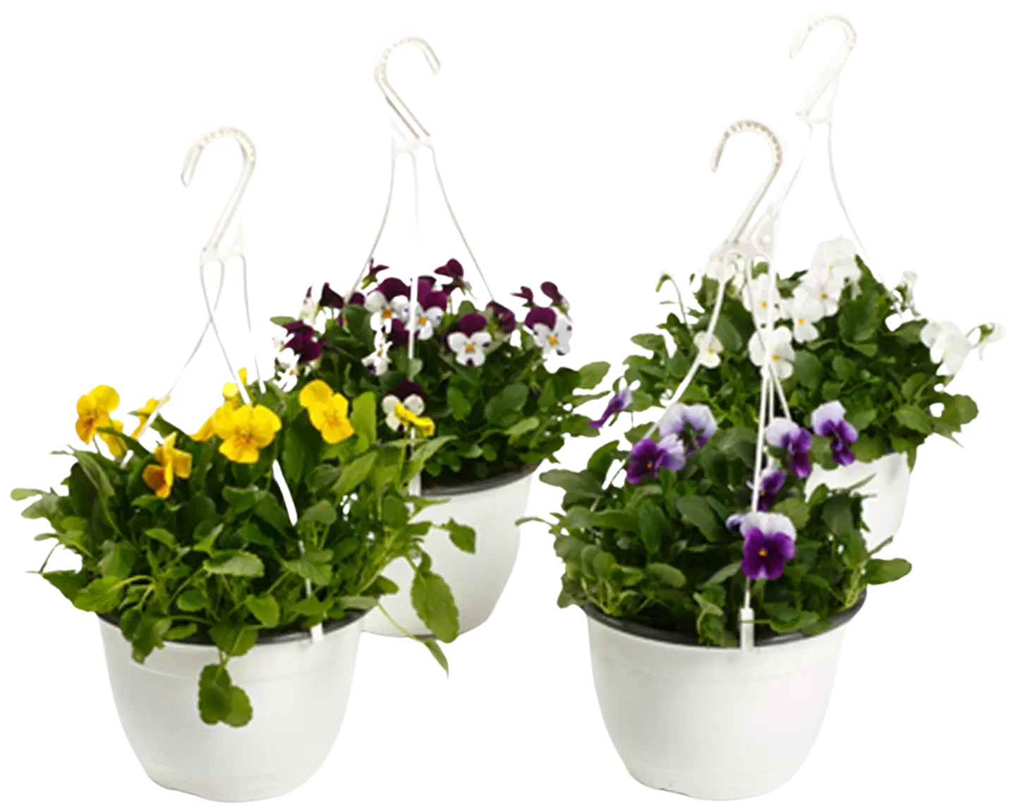 Orvokkiamppeli 19 cm - 2