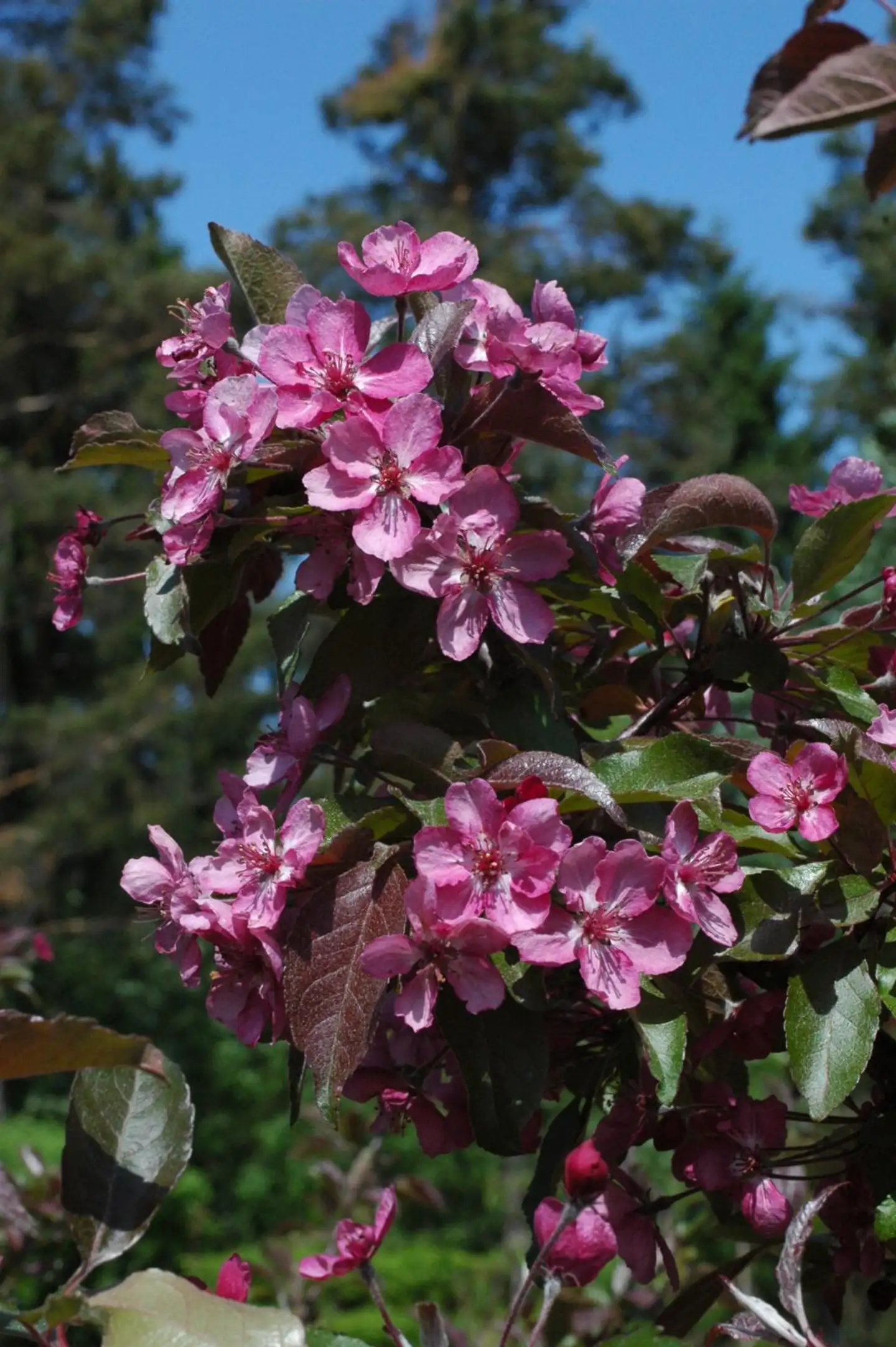 Purppuramenapuu 'Linnanmäki', 150-250, astiataimi