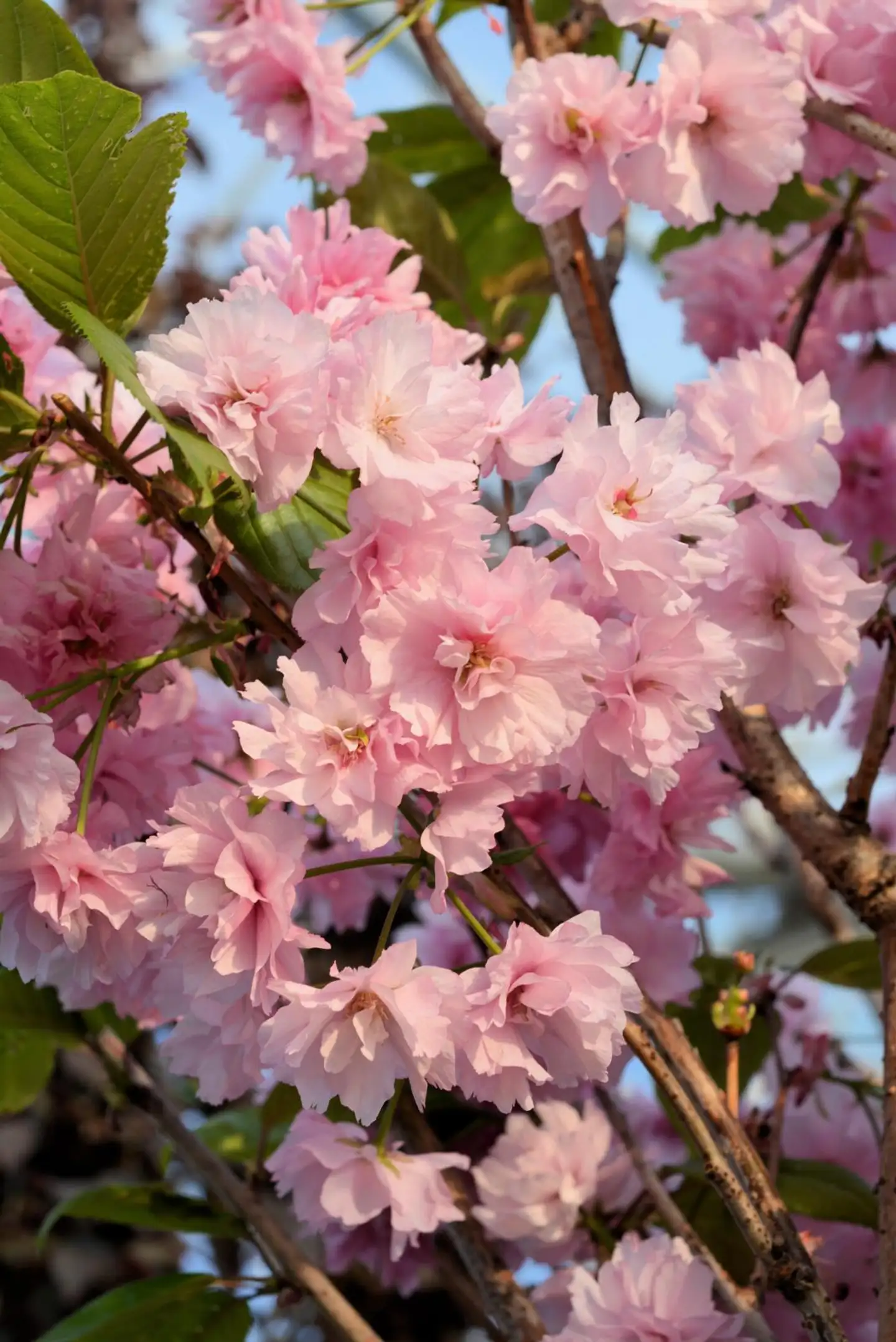 Japaninkirsikka rungollinen ’Kanzan’ 80 cm Prunus serrulata ’Kanzan’