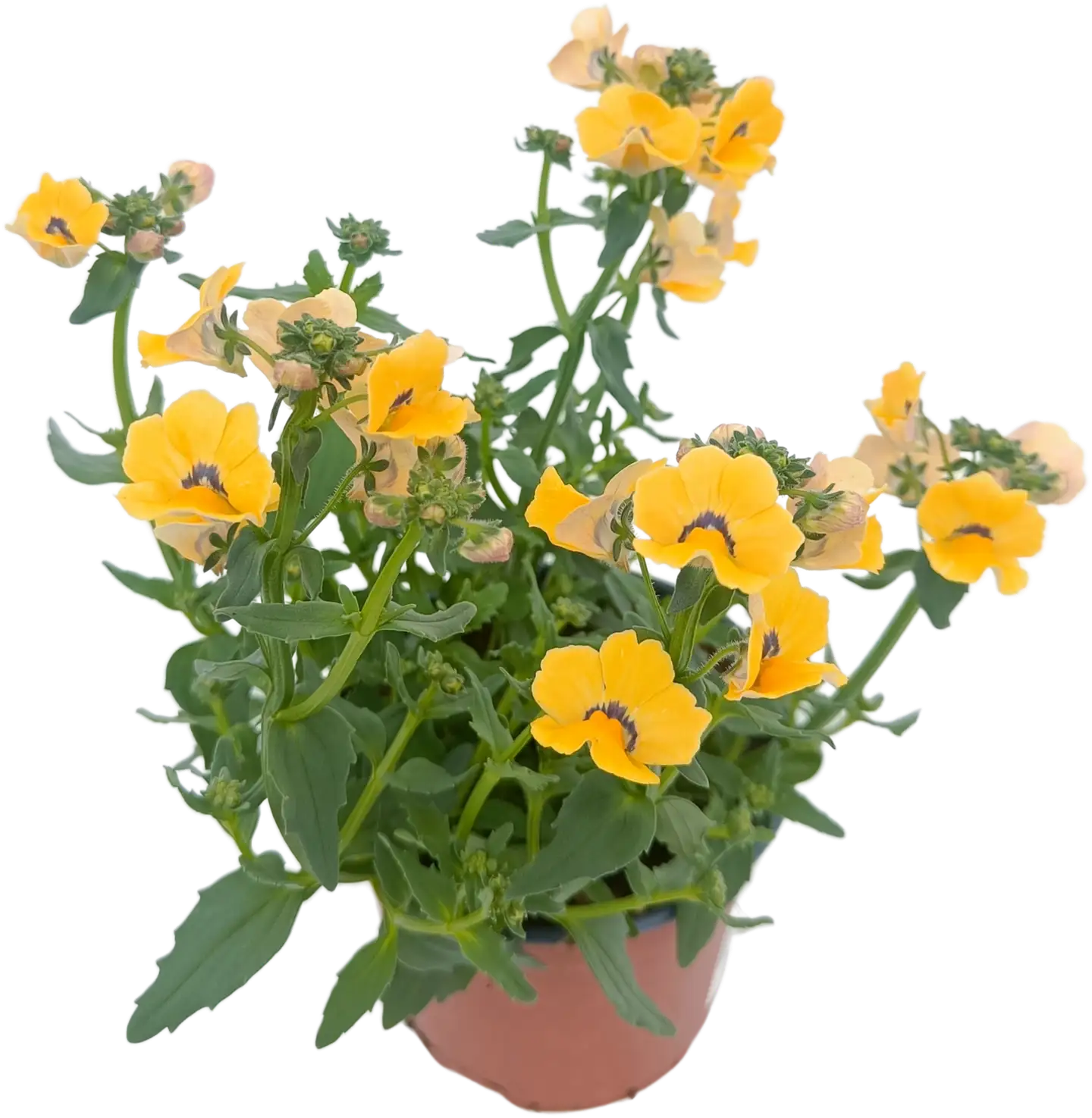 Nemesia eli kohtalonkukka 11 cm ruukussa