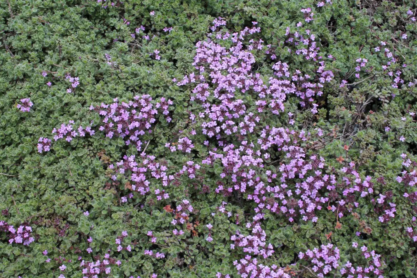 Satakunnan Taimitukku Harmaa-ajuruoho Thymus praecox subsp. Ligusticus