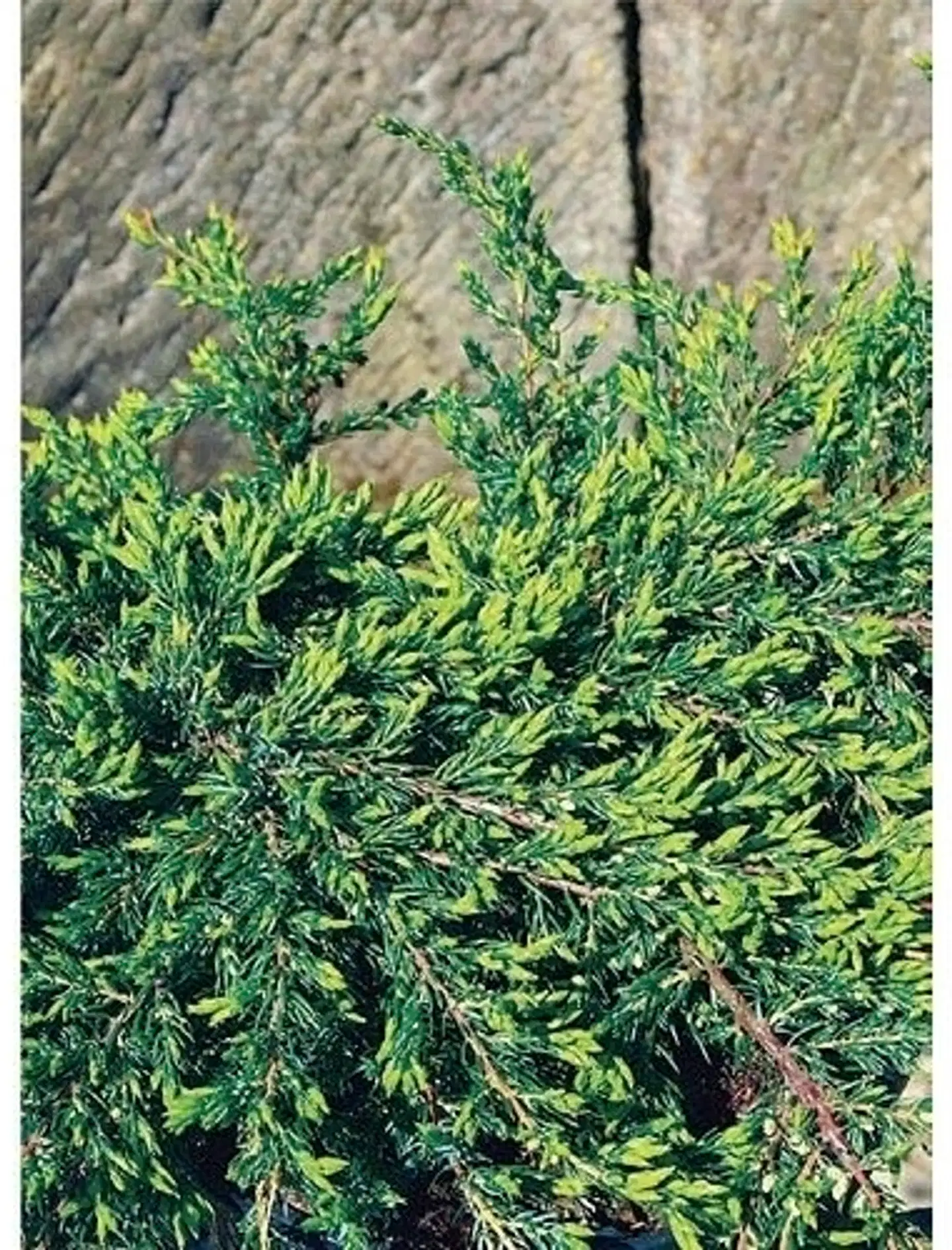 P-Plant kääpiökataja 'Repanda' 20-30cm astiataimi 15cm ruukussa