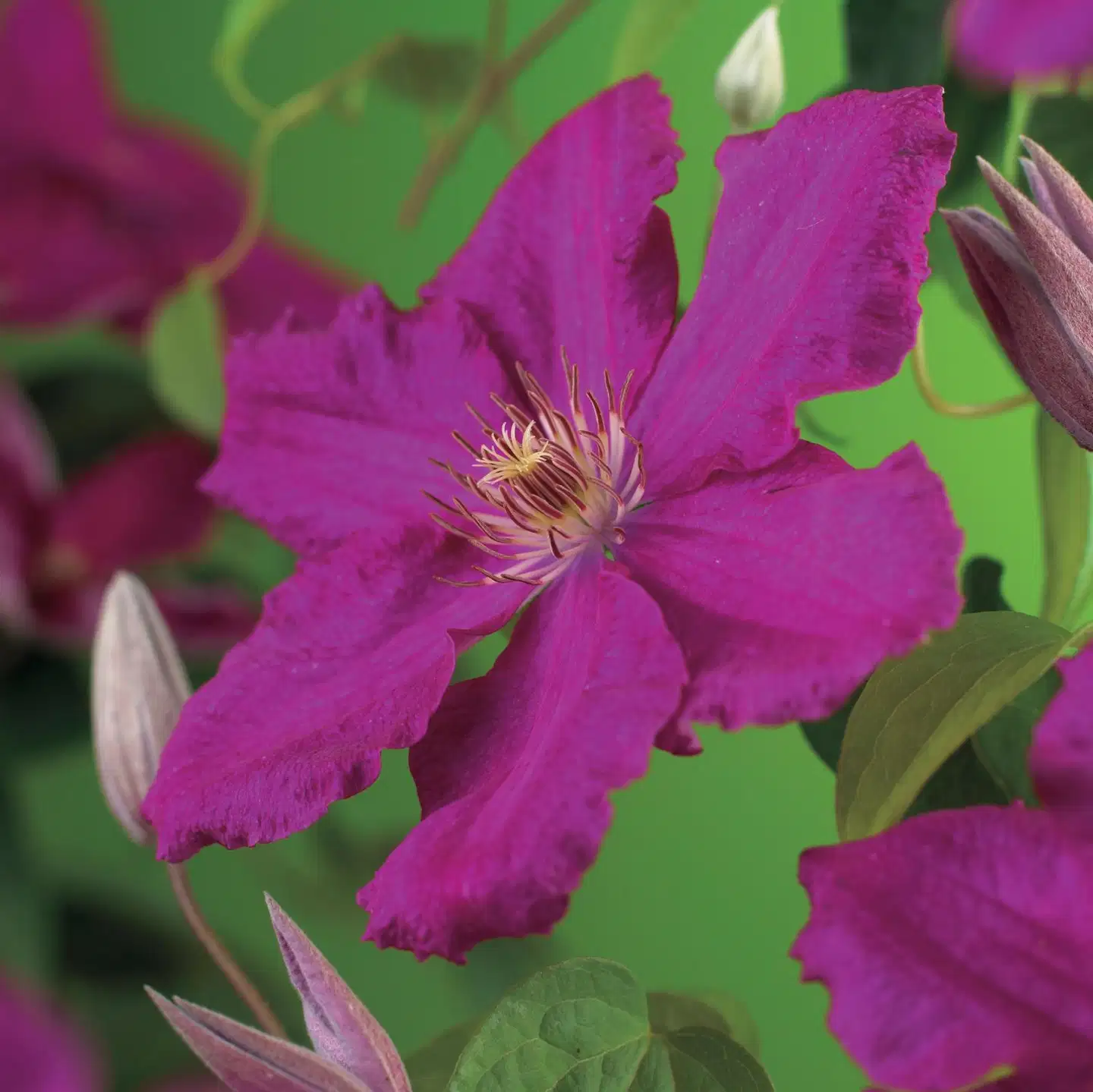 Loistokärhö Ernest Markham