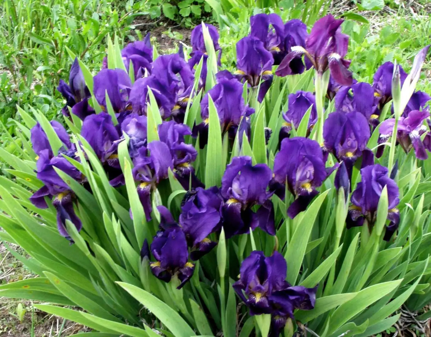 Kääpiökurjenmiekka Iris pumila