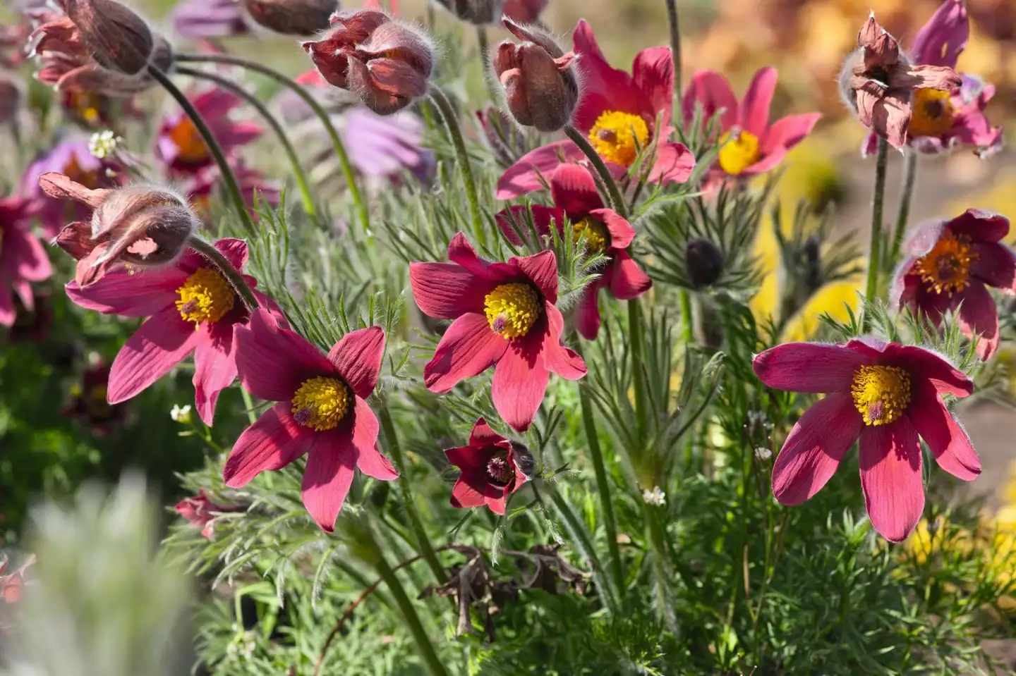 Tarhakylmänkukka 'Rote Glocke' Pulsatilla vulgaris 'Rote Glocke'