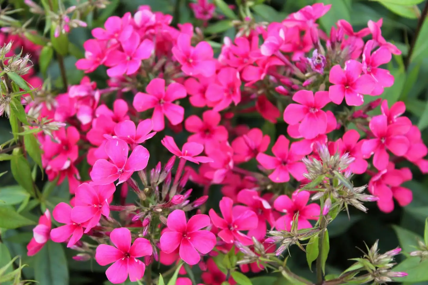 Syysleimu 'Early Red' Phlox paniculata