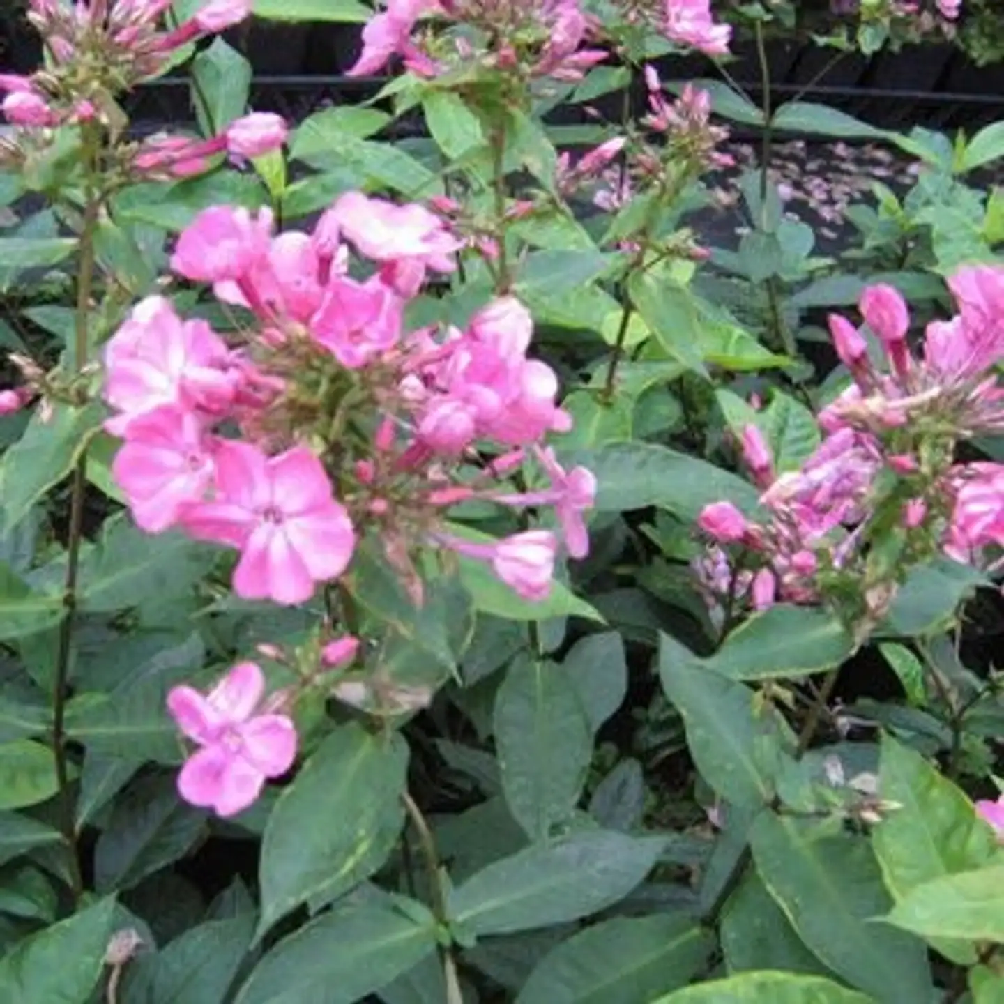 Syysleimu 'Elli' Phlox paniculata