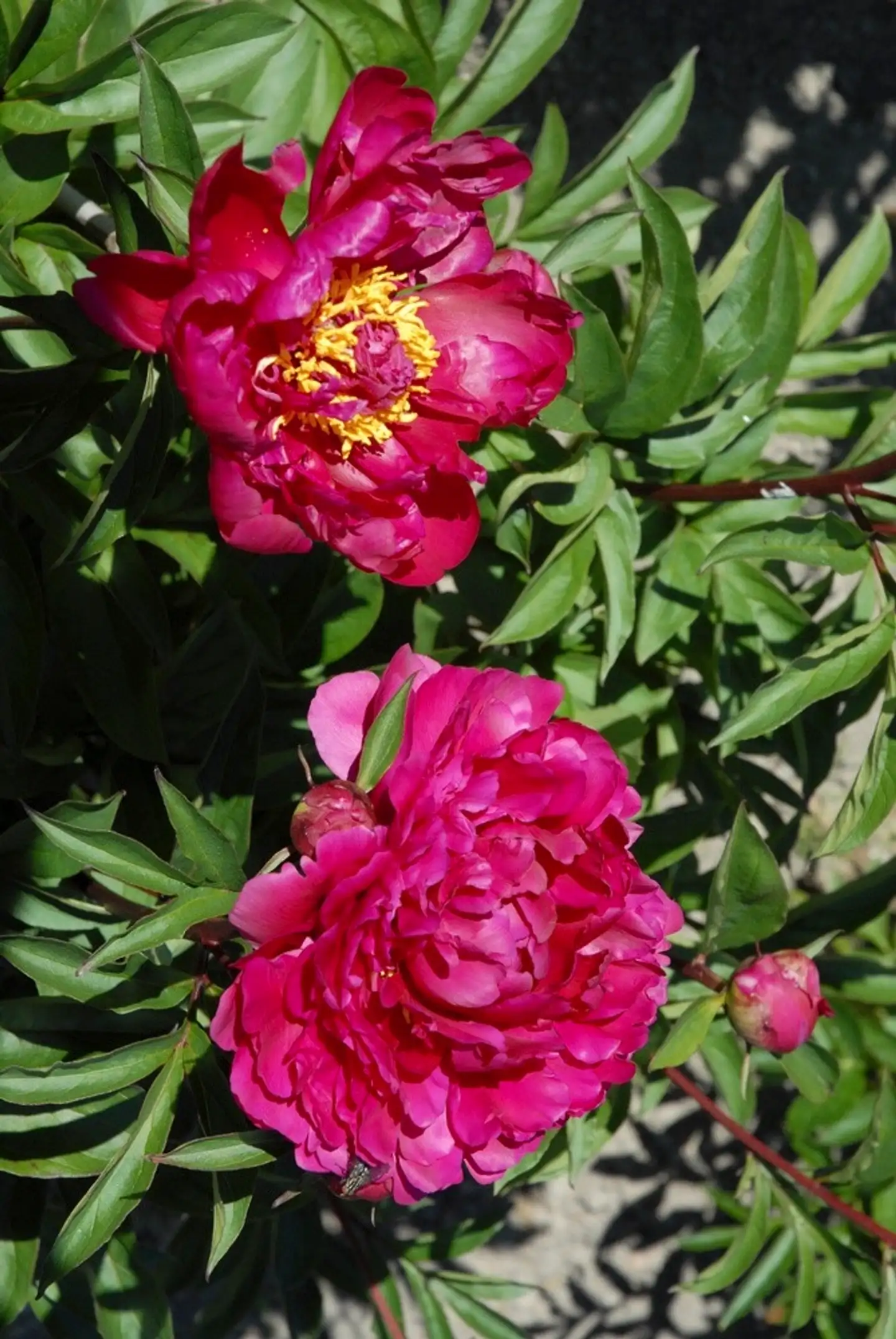 Kiinanpioni 'Karl Rosenfeld' Paeonia lactiflora