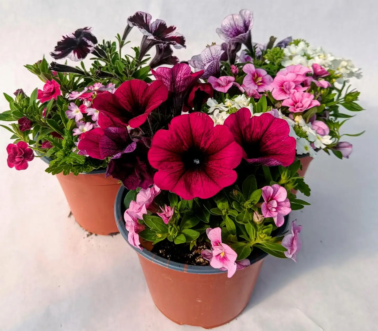Kesäkukka Trio 14 cm ruukussa, kolme lajia - 2
