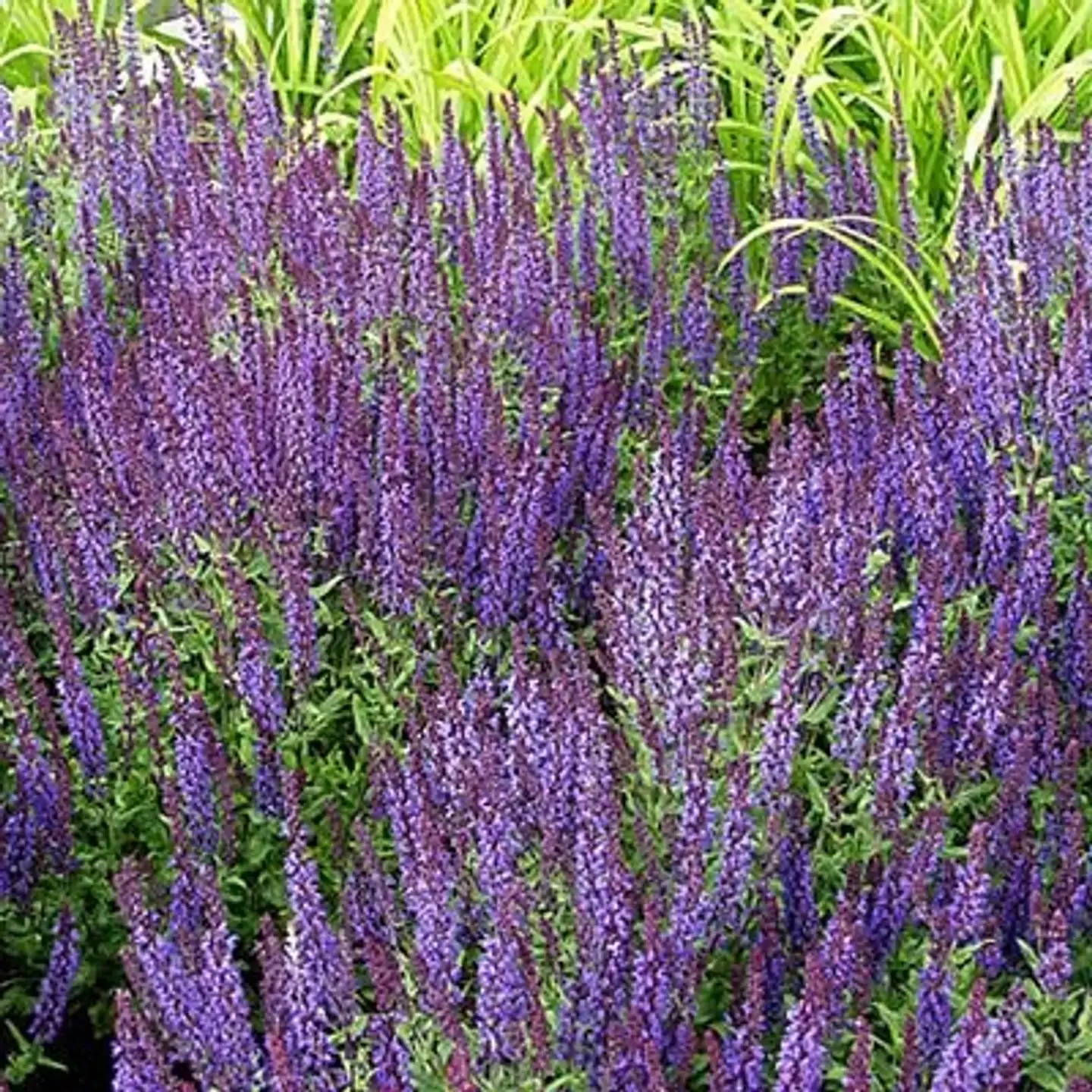 Loistosalvia 'Blue Queen' Salvia x sylvestris