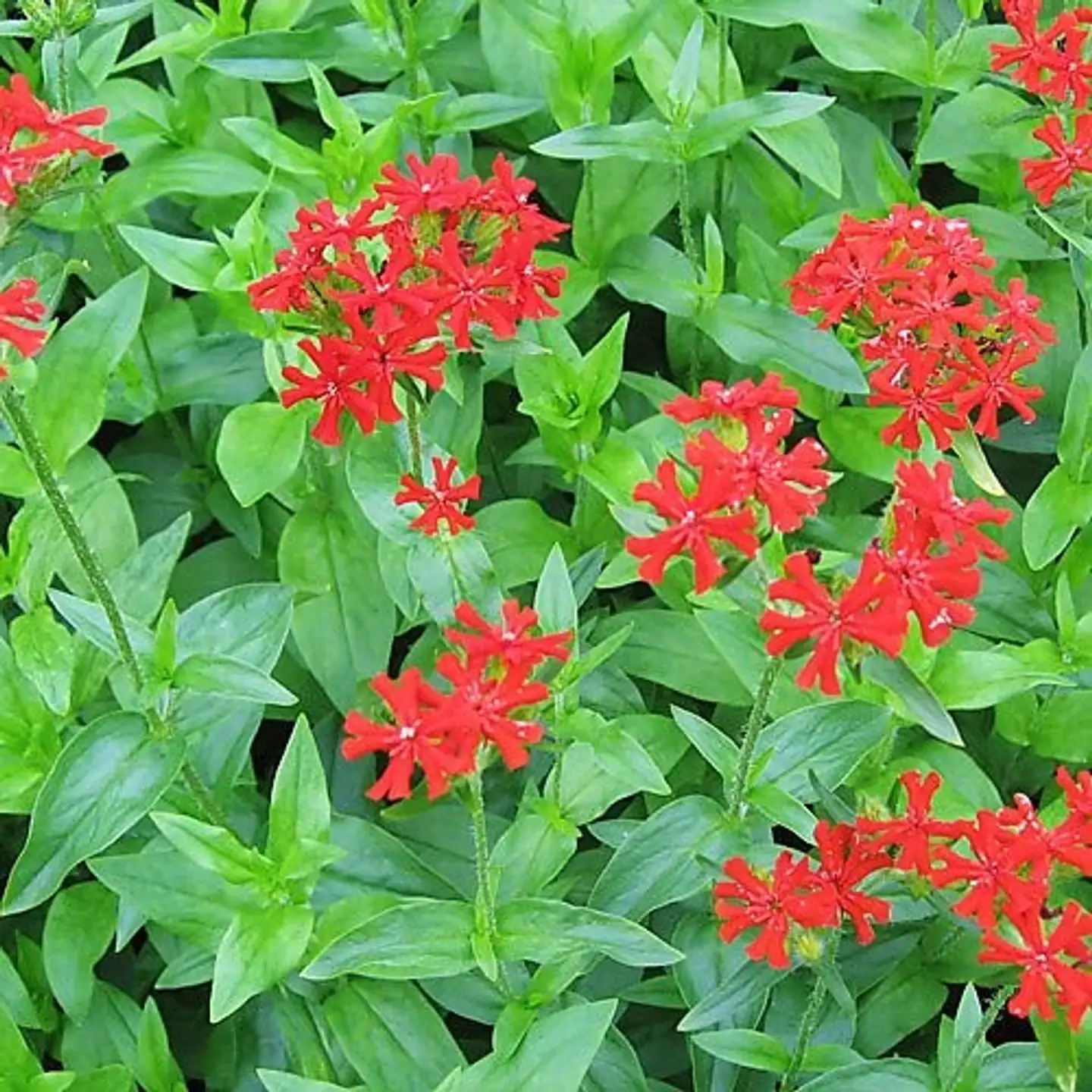 Palavarakkaus Lychnis chalcedonica