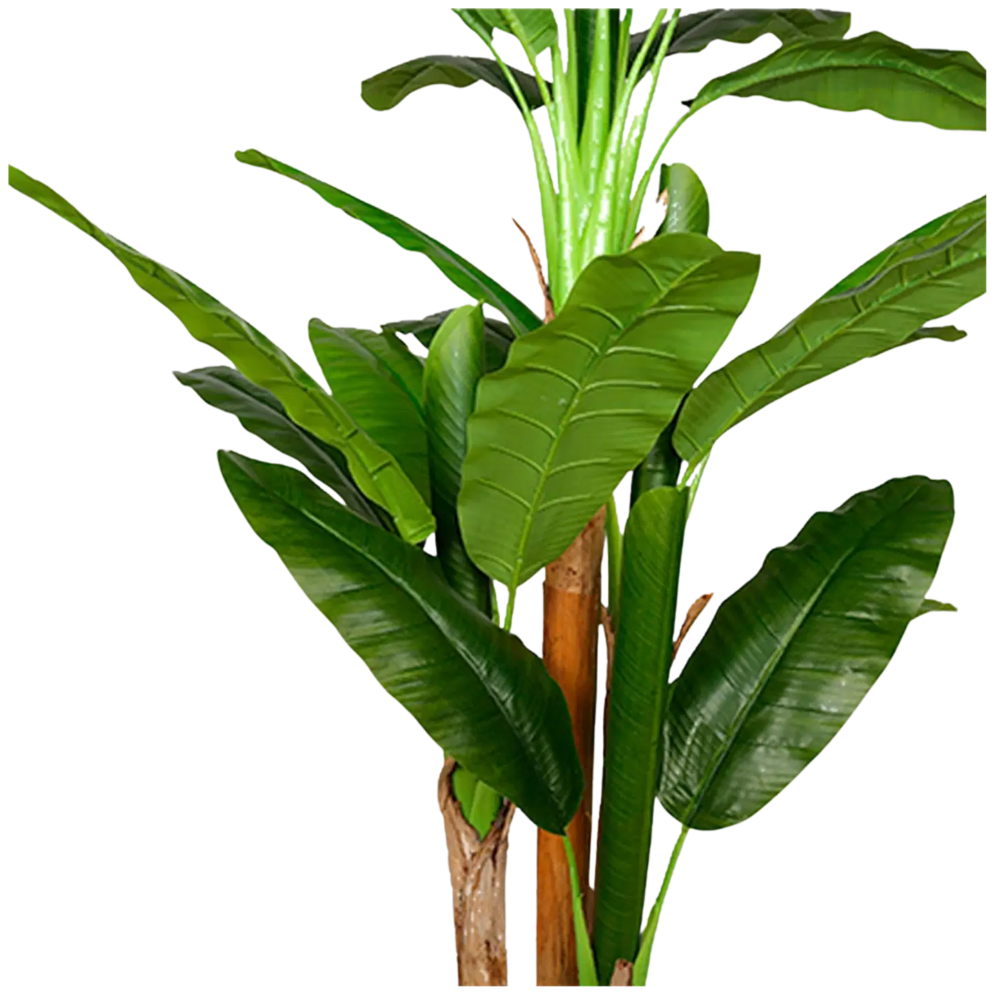 Lykke tekokasvi banana tree 170cm - 3