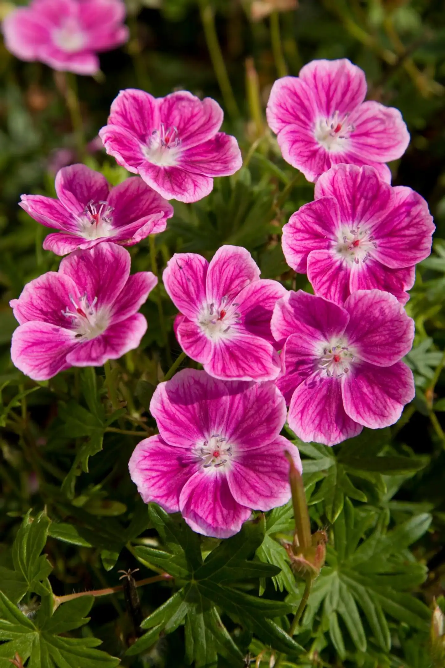 Verikurjenpolvi 'Elke' Geranium sanguineum