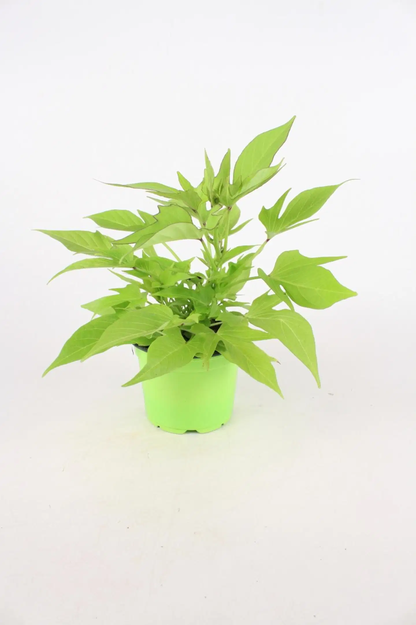 KESÄKUKKAMIX PYSTY 12 CM MIX-KENNOT - 4
