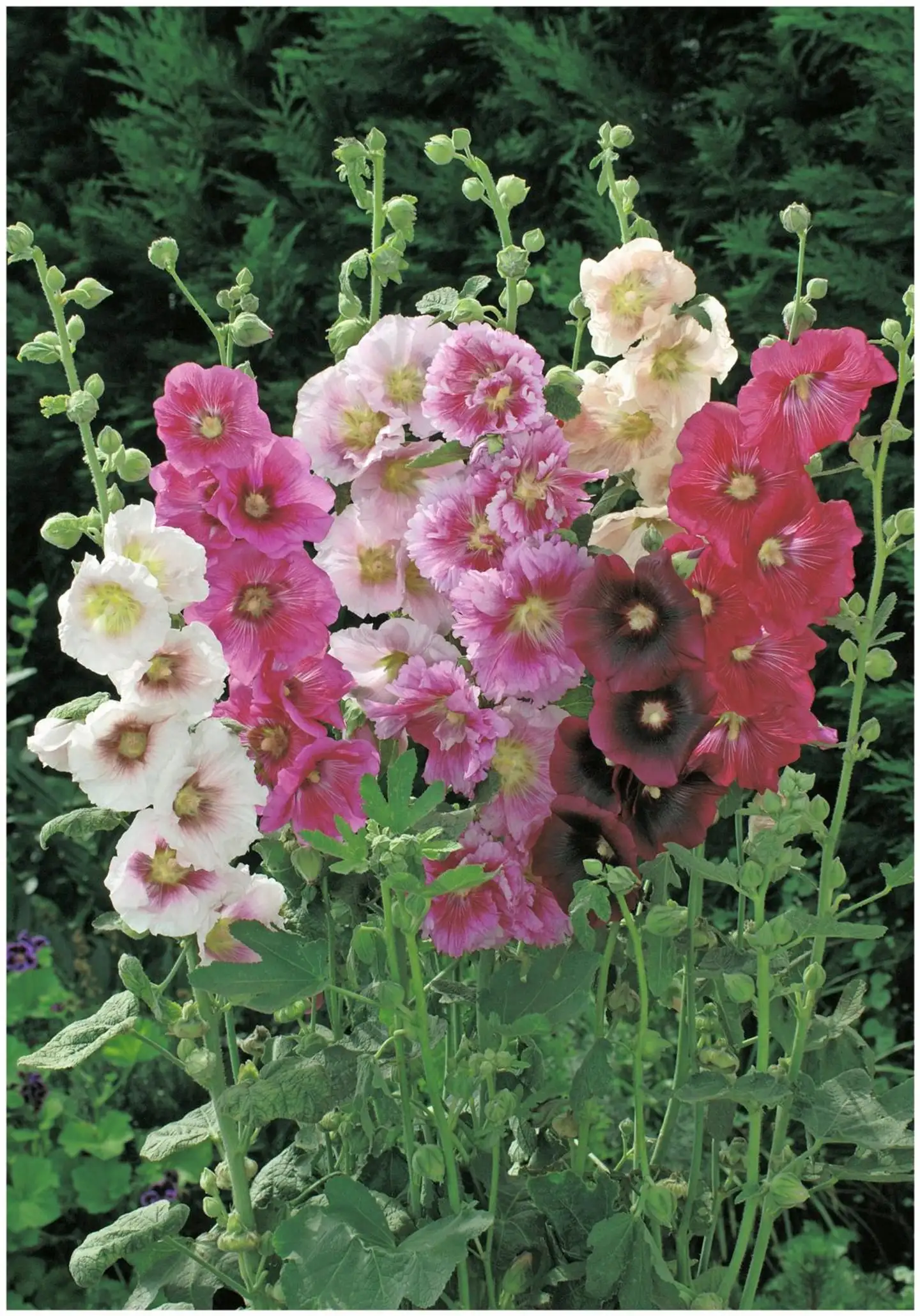 Tarhasalkoruusu 'Simplex' Alcea rosea