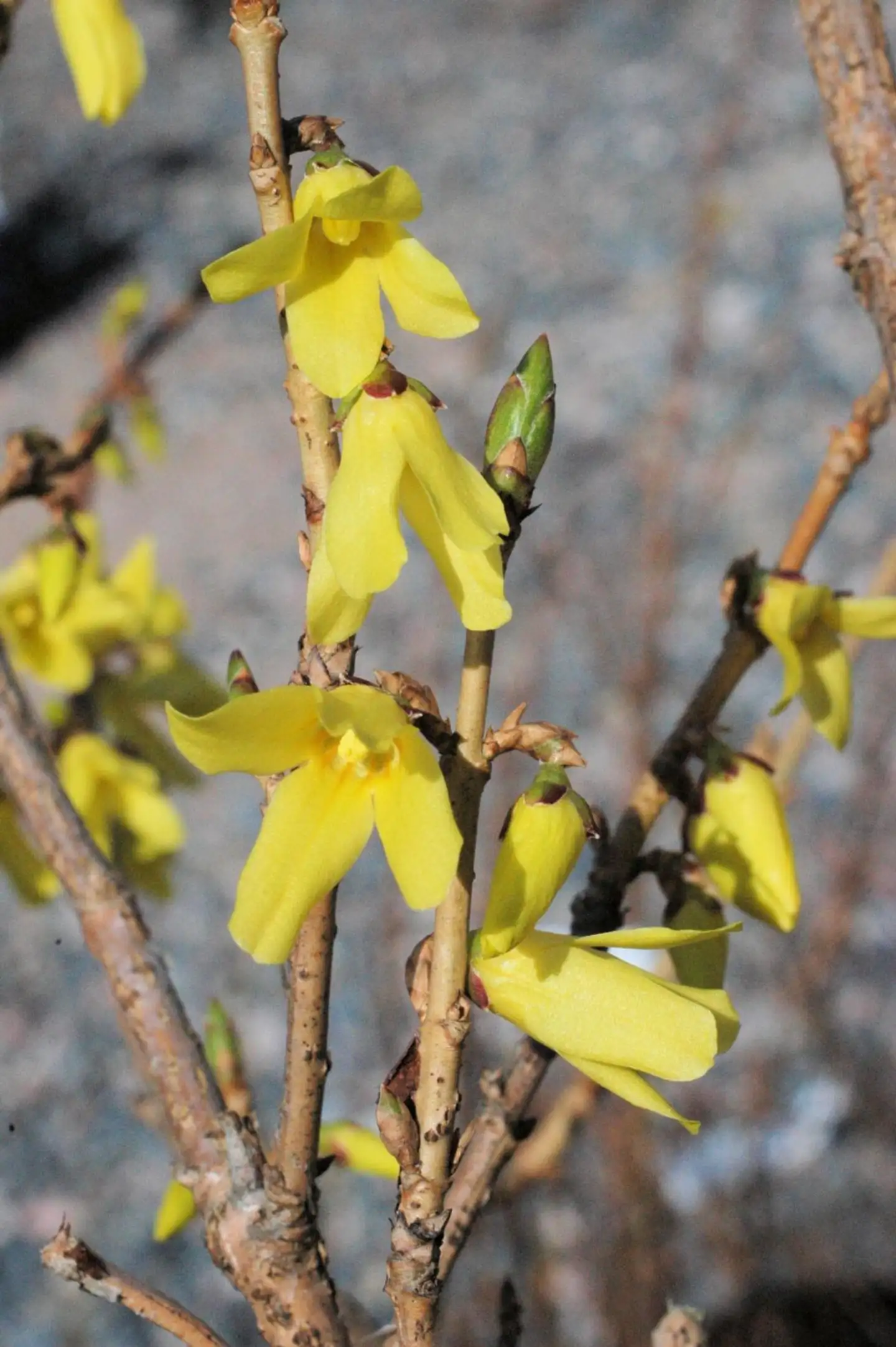 Jalo-onnenpensas 'Northern Gold' astiataimi 3l ruukussa