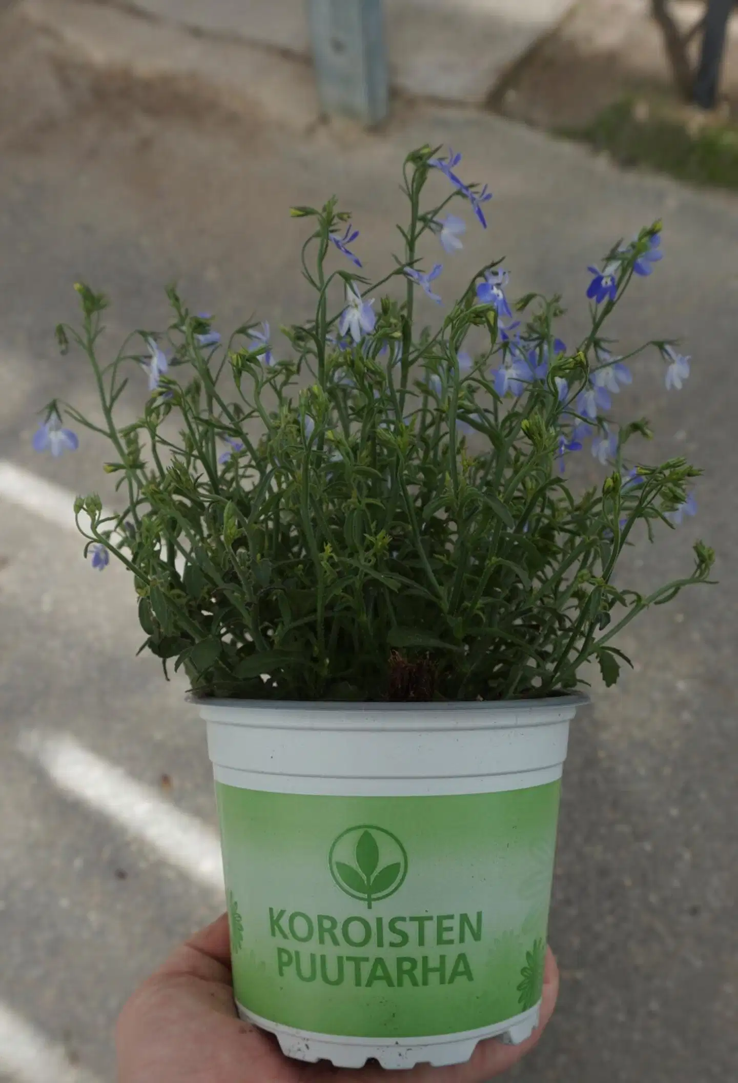 Lobelia iso 12cm värilajitelma - 3