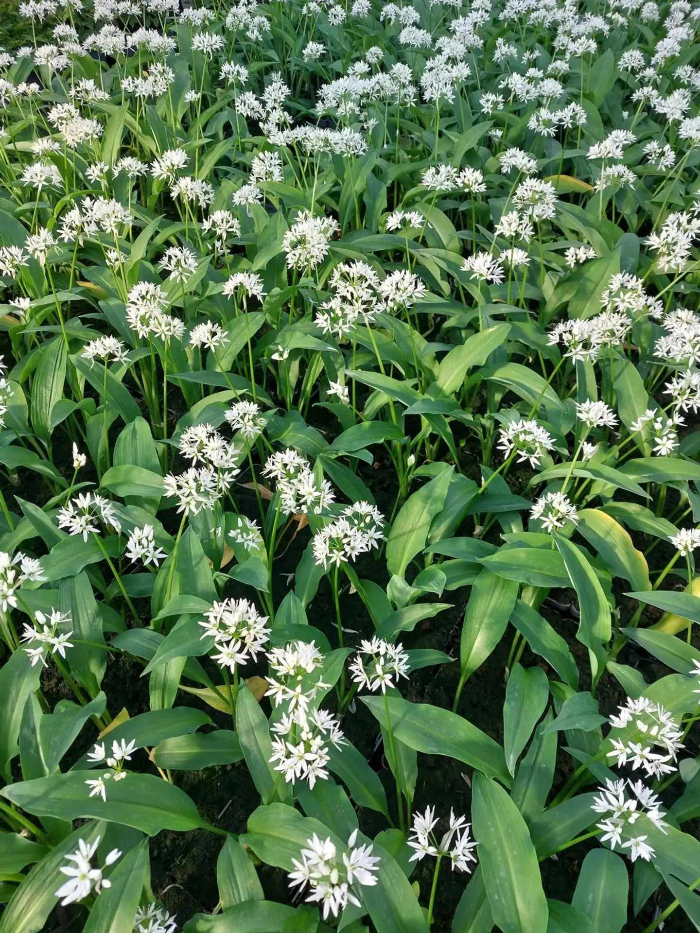 Karhunlaukka Allium ursinum