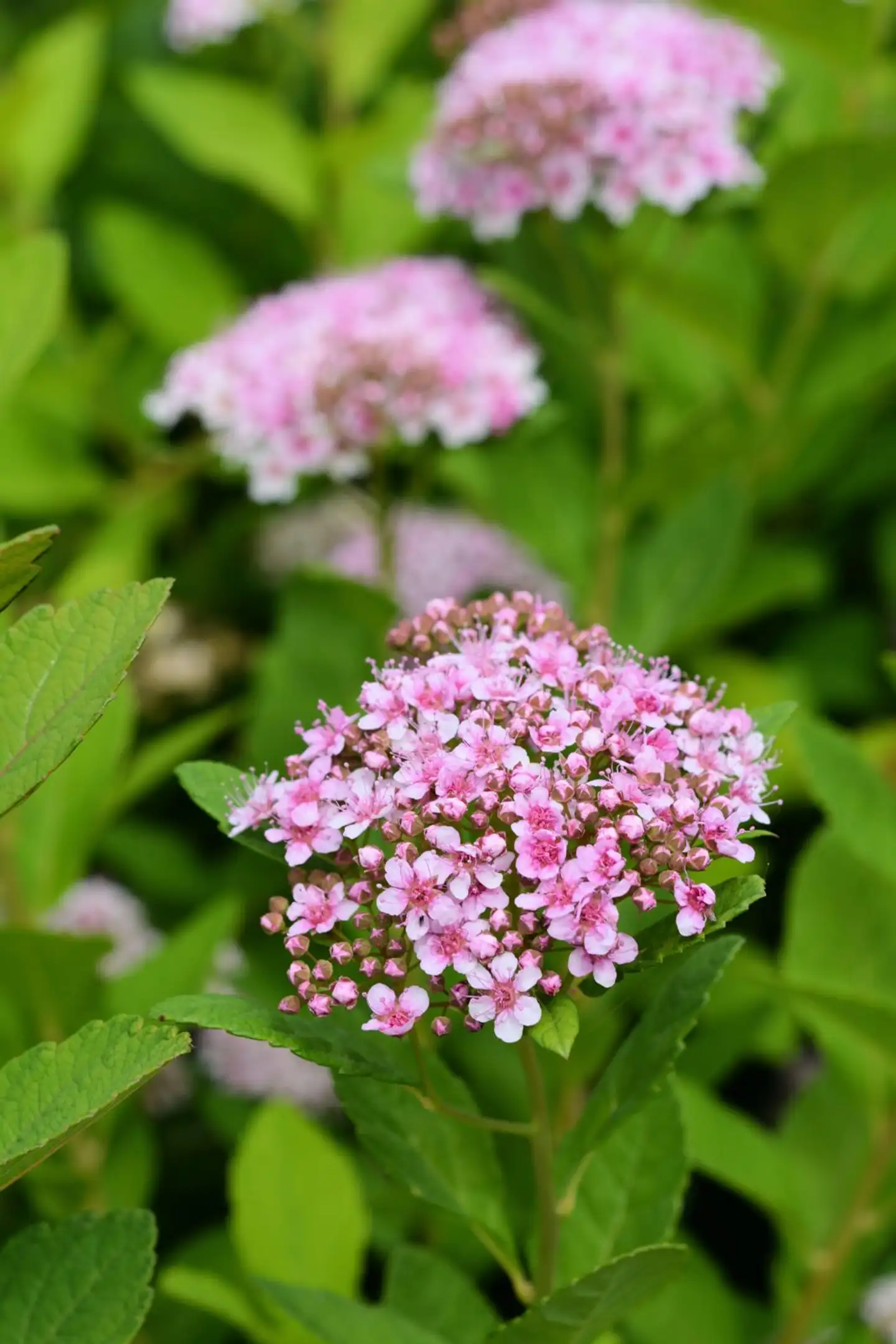 Koivuangervo Pink Sparkler™ First Edition-lajike 3 l astiataimi Spiraea bet. ‘COURISPI01’