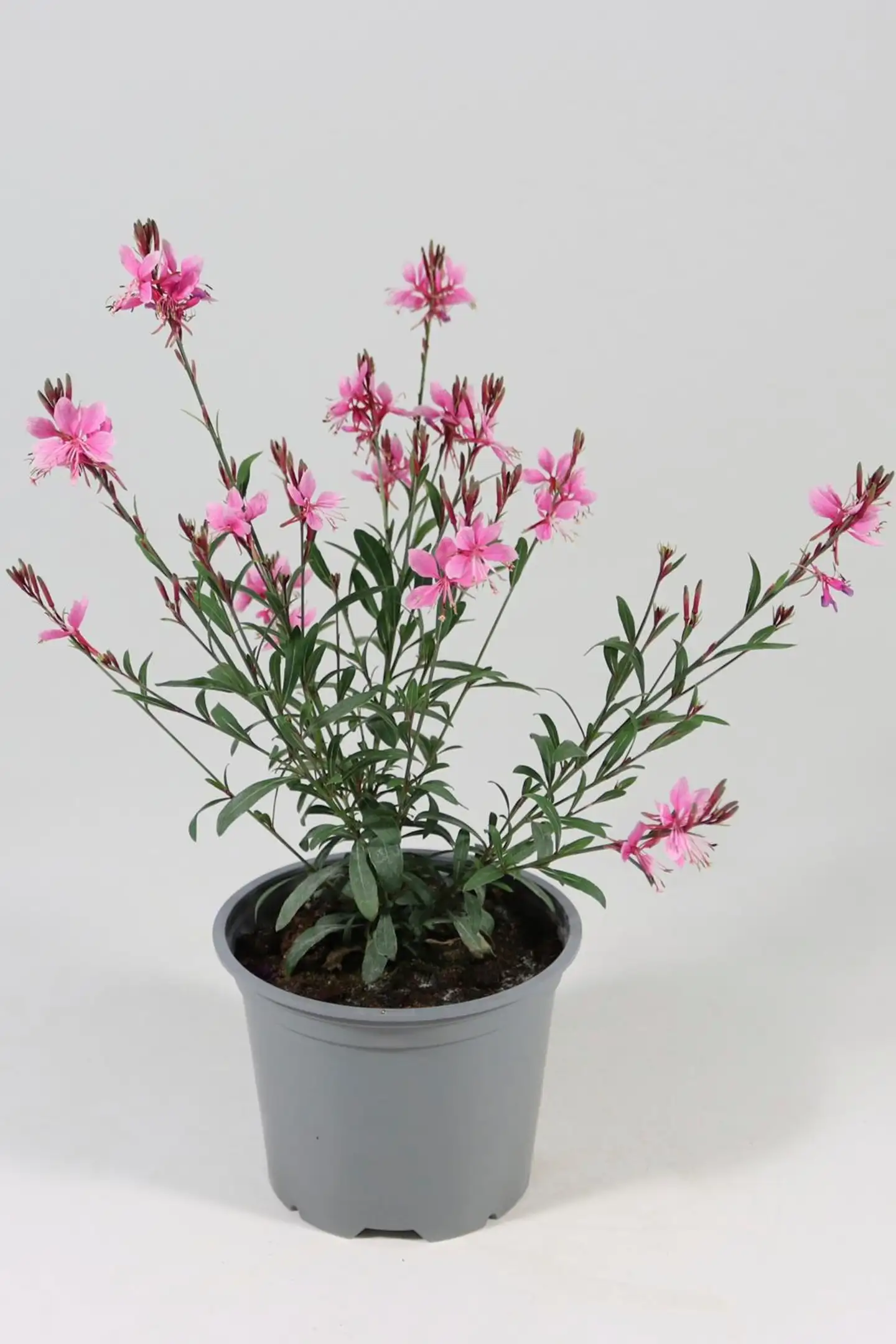 Kesäkynttilä Gaura 12 cm ruukussa