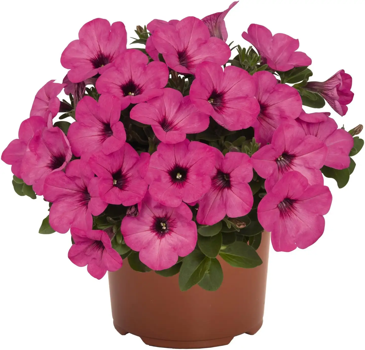 Ruukkupetunia 14 cm - 2