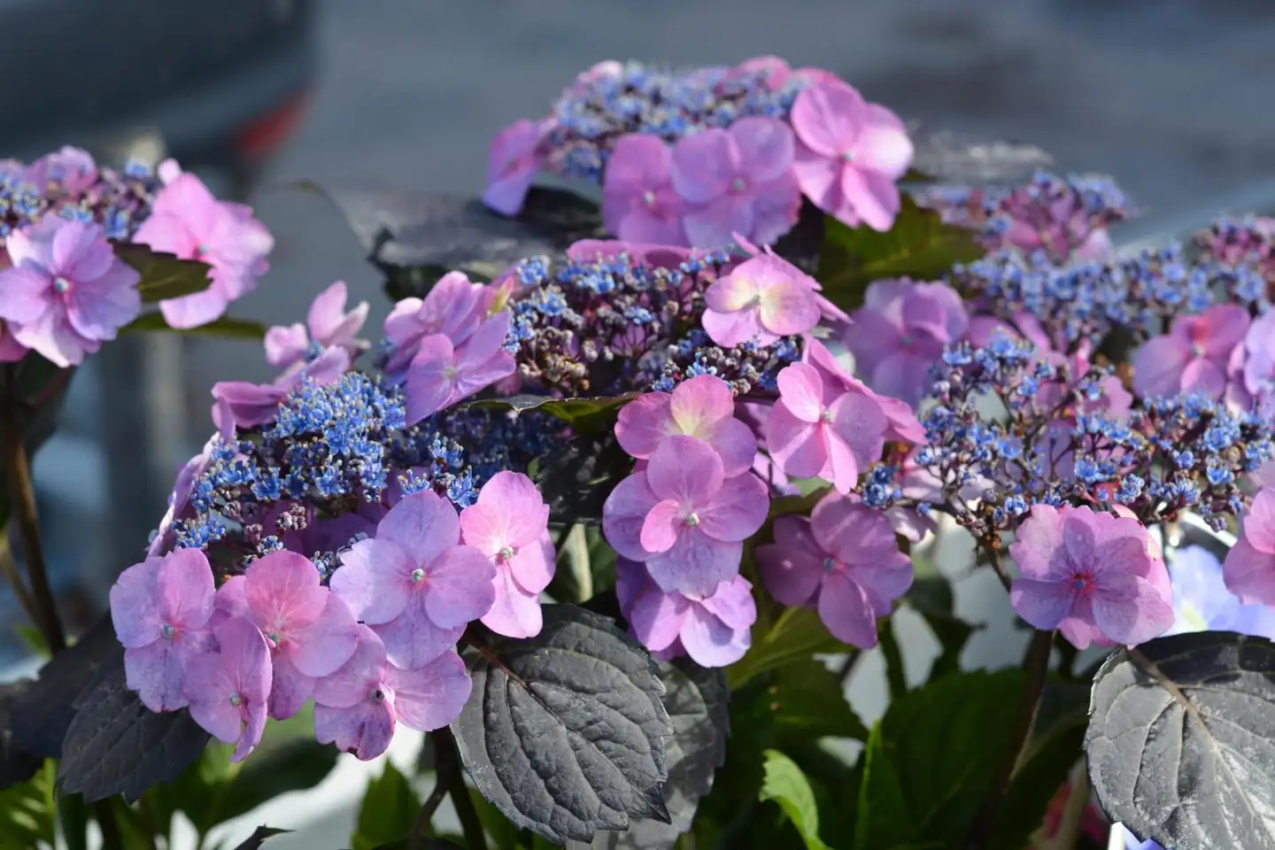 Hortensia Flair & Flavours Blueberry Cheesecake, Hydrangea serrata 'MAK20'