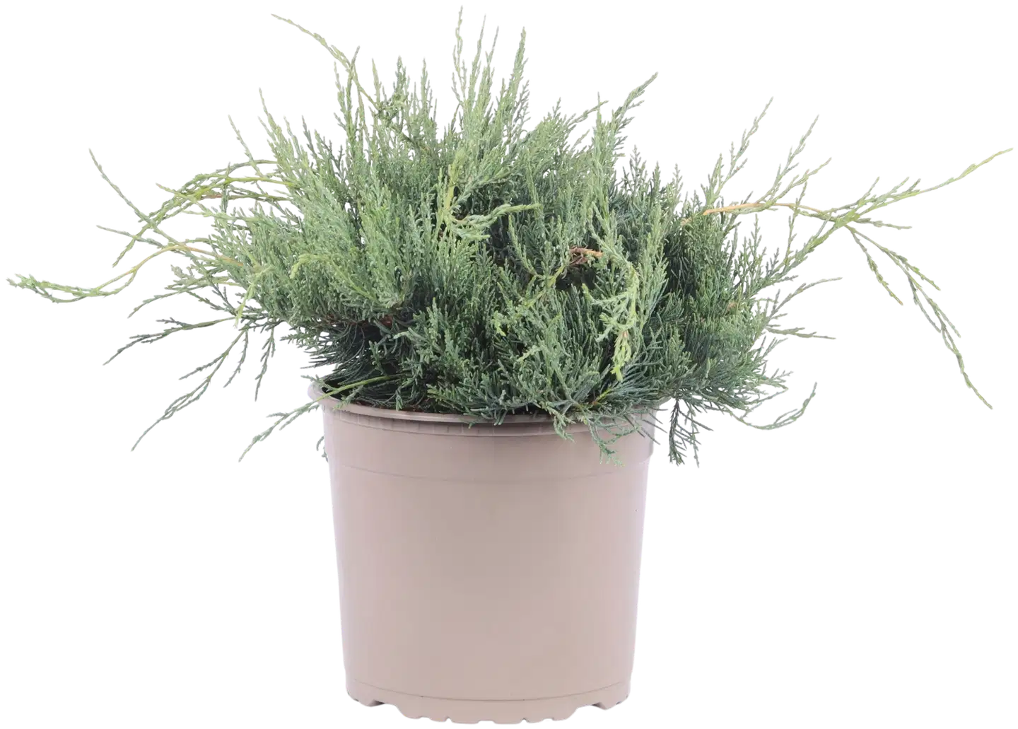 Kynäkataja 'Grey Owl' 25-30 AT rk 23cm