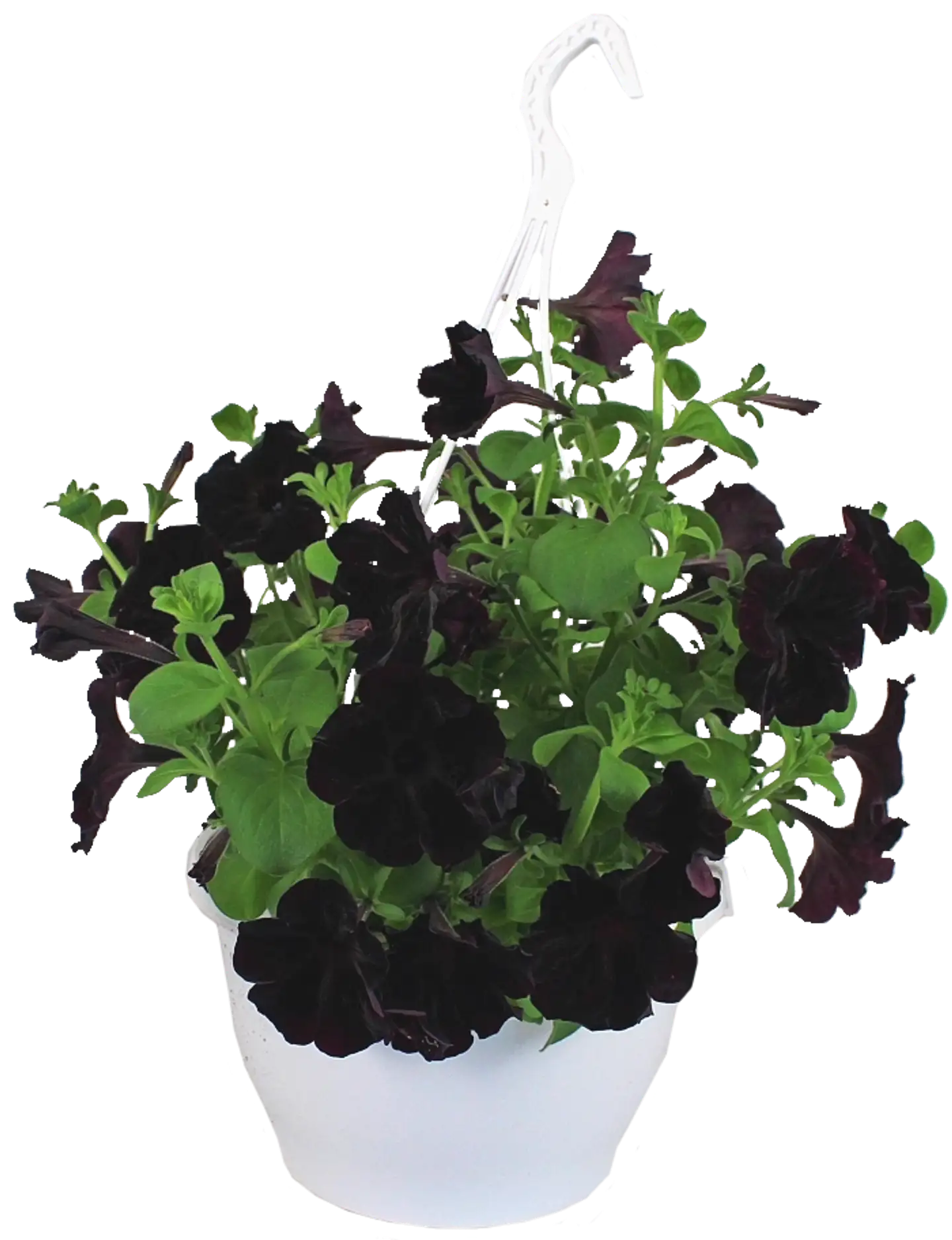 Kesäkukka-amppeli 23 cm ruukussa. Lajeina lobelia, lumihiutale, petunia, pikkupetunia ja verbena. - 1