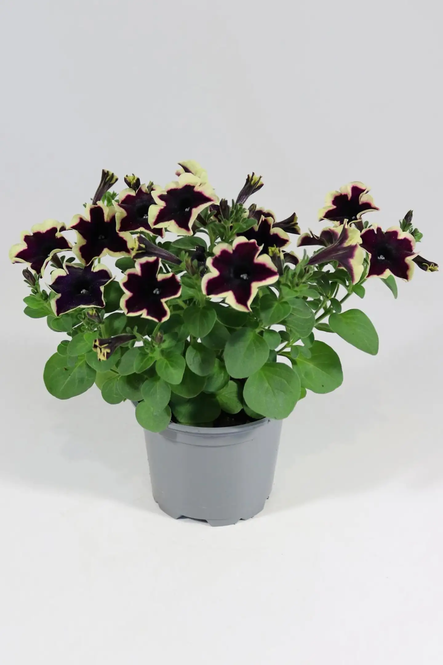 Petunia erikoislajikkeiden mix 12 cm riippuvat amppelilajikkeet - 4