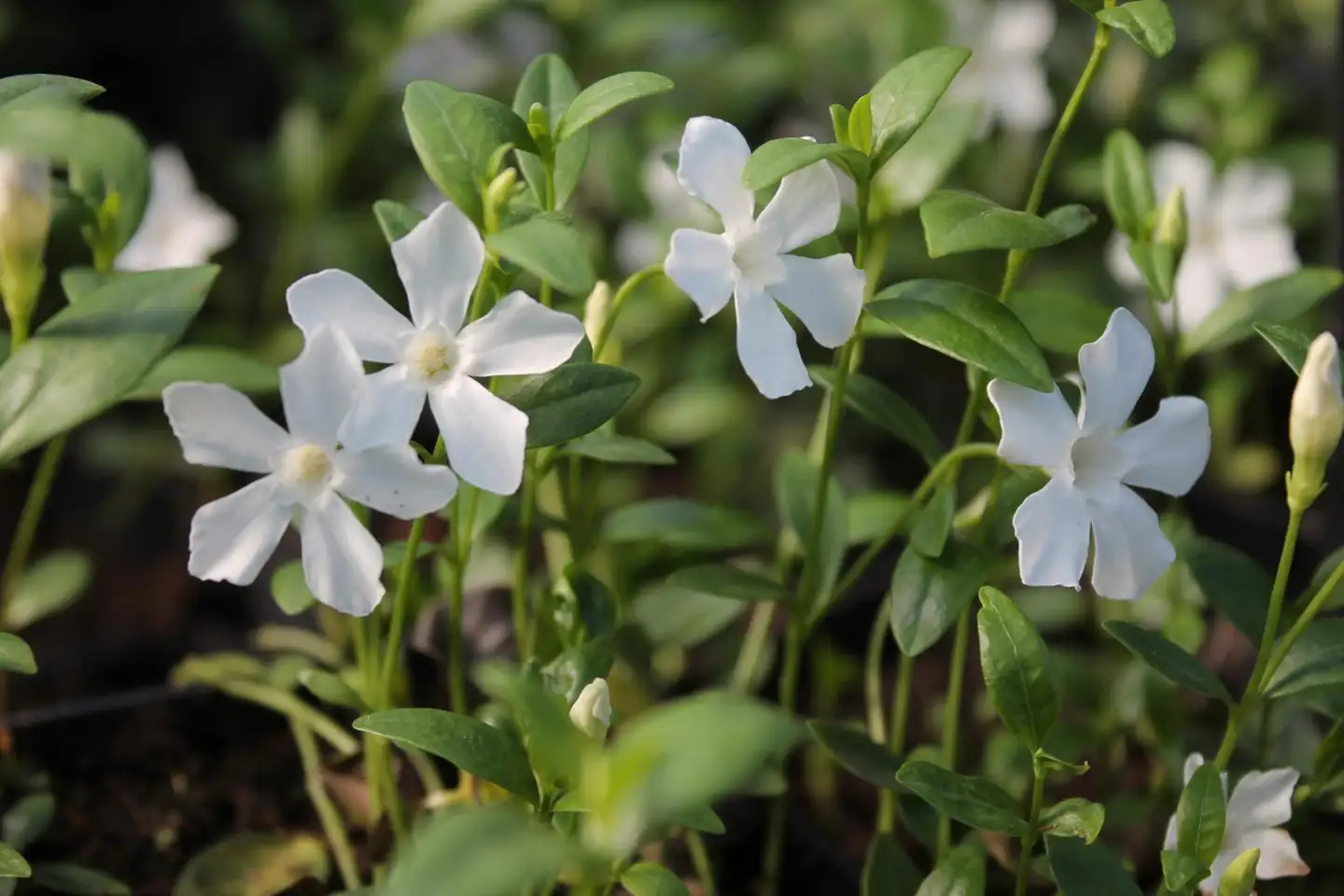 Pikkutalvio 'Gertrude Jekyll' Vinca minor