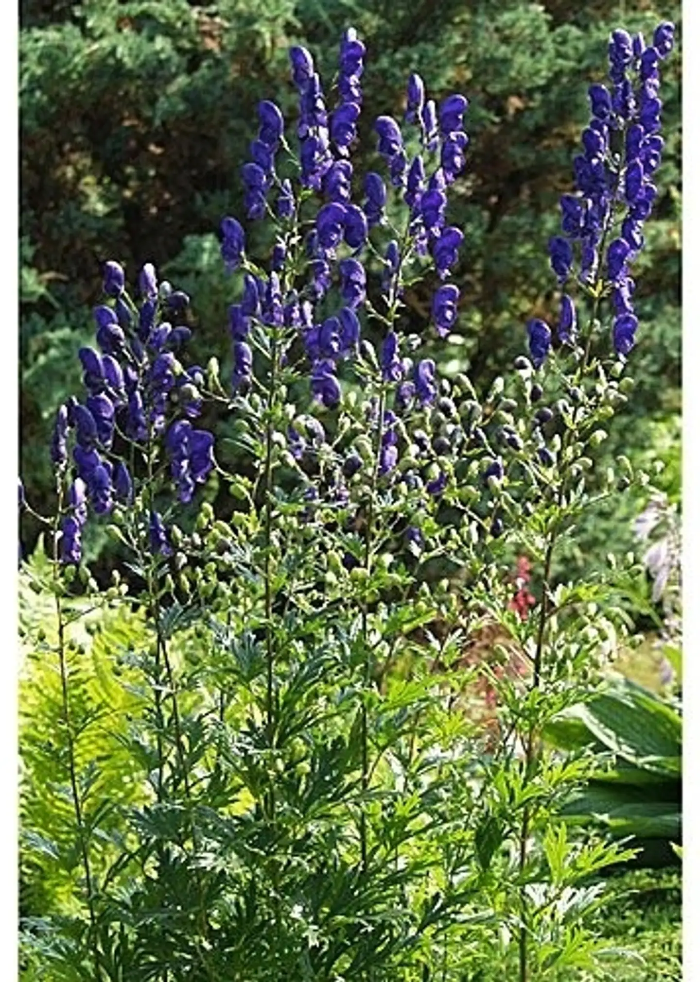 Aitoukonhattu Aconitum napellus subsp. Lusitanicum