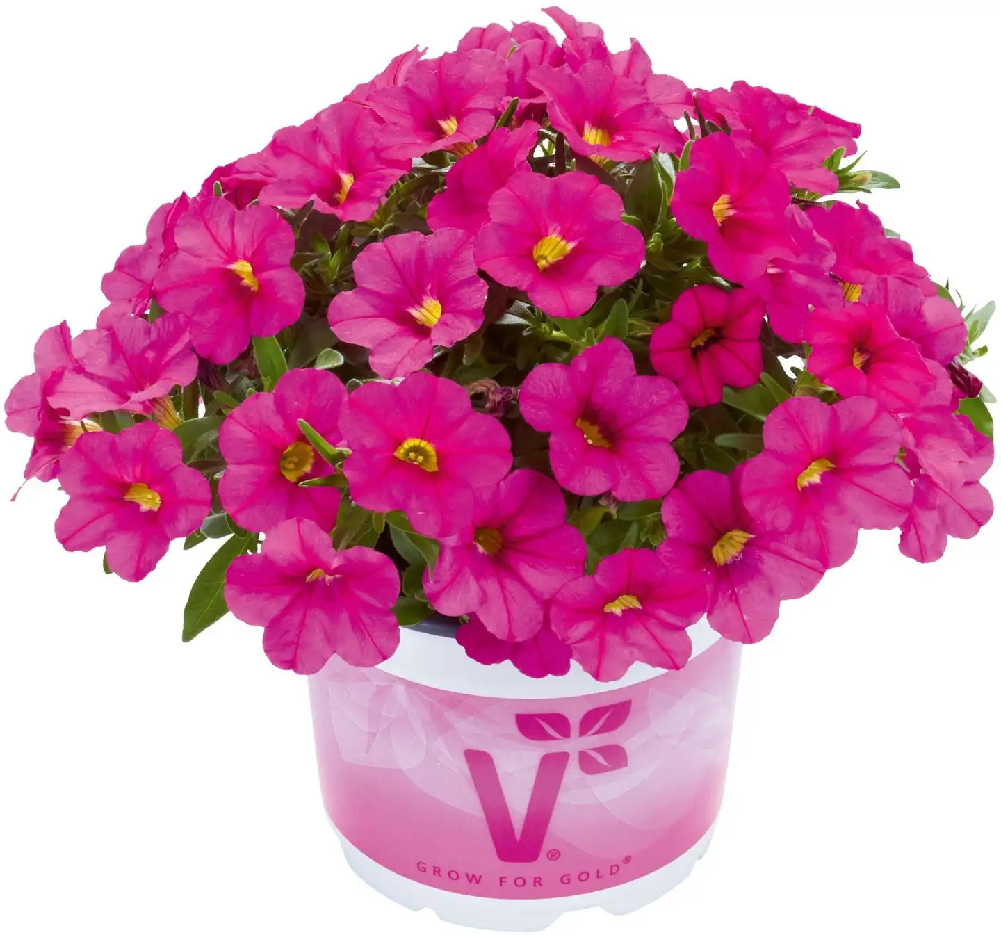 Miljoonakello, Calibrachoa, 12 cm ruukussa