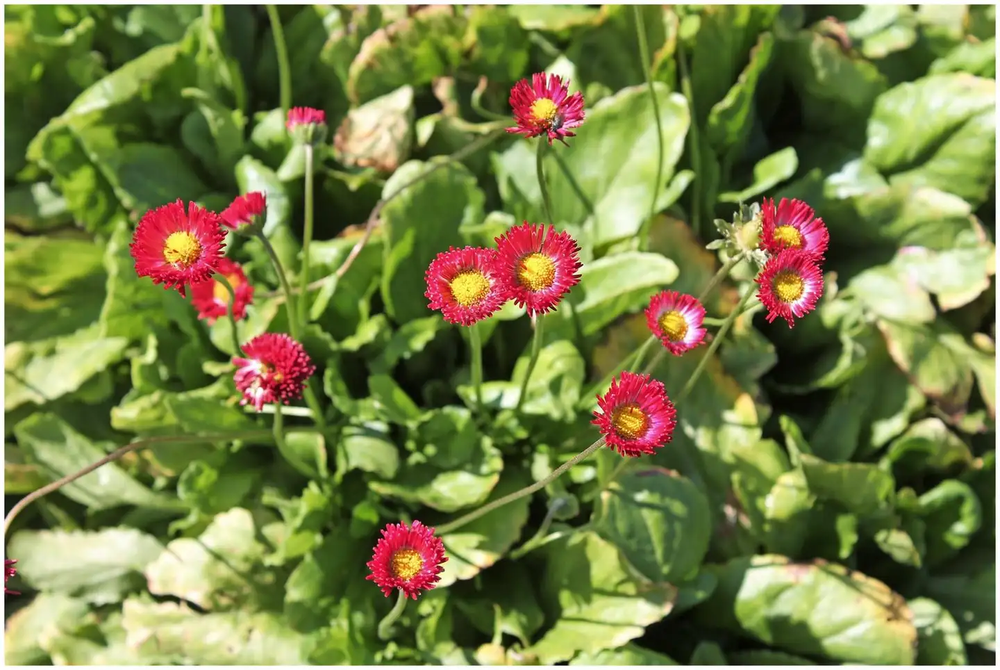 Kaunokainen Bellis perennis - 1